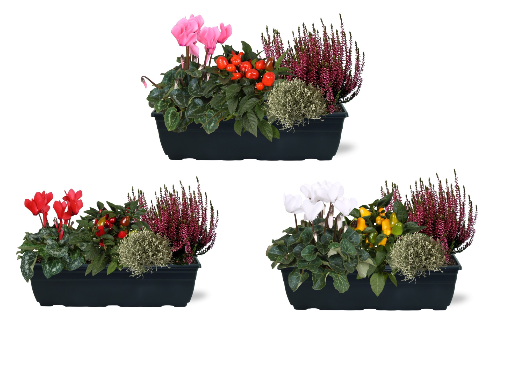 Arrangementen in duobak 40cm, D 40 cm