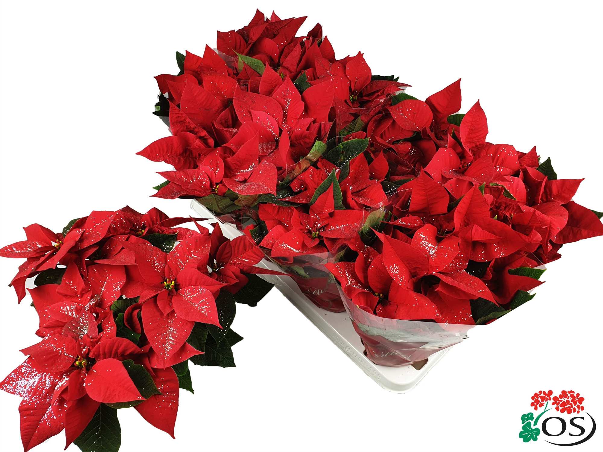 Euphorbia Mars red Glitters zilver vertakt met hoes, D 11 cm