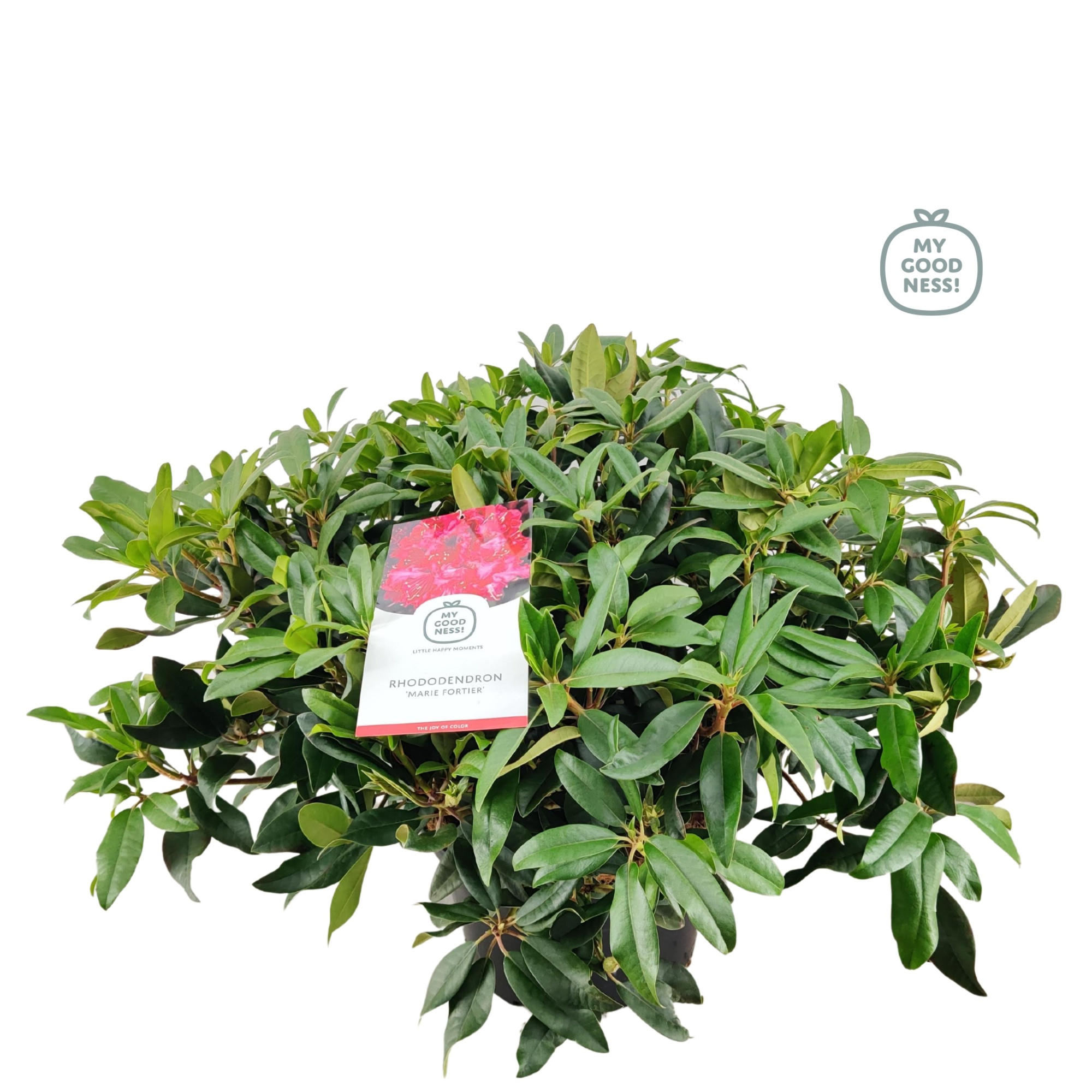 Rhododendron 100cm /25 liter 'Marie Fortier', D 38 cm