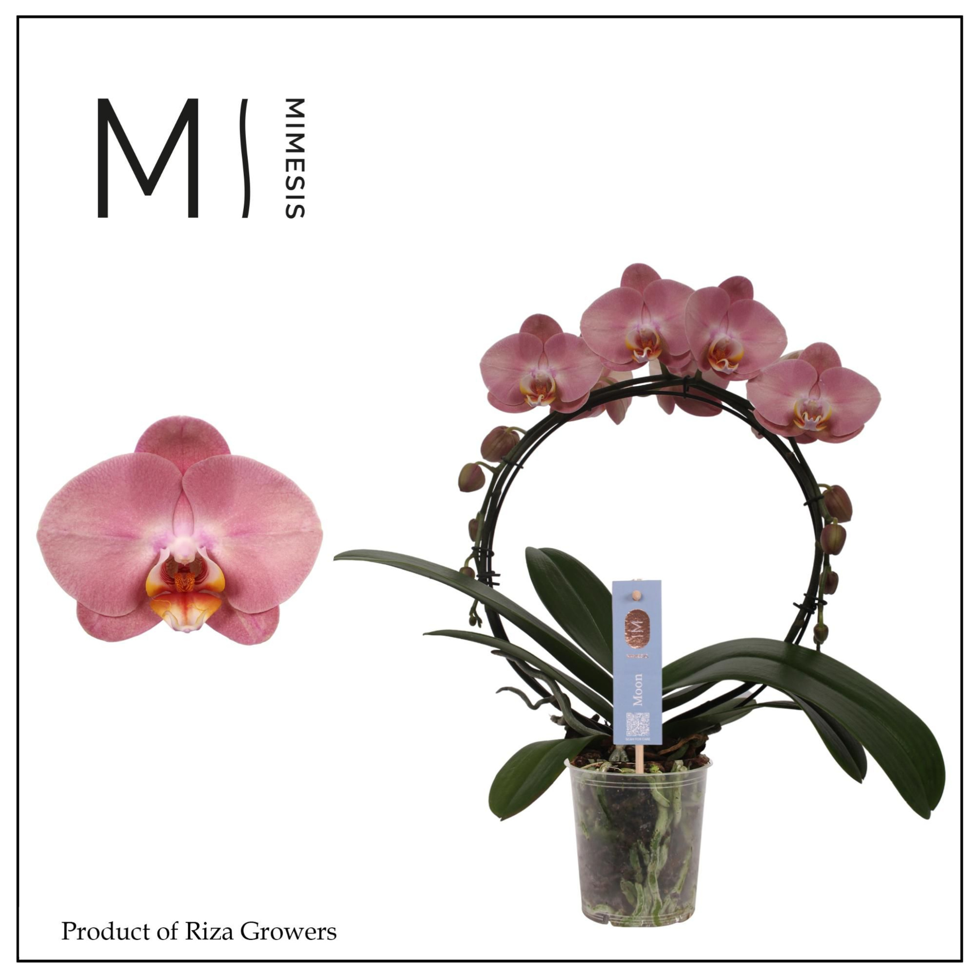 Phalaenopsis Moon Old Pink 16+ - 12cm | Mimesis, D 12 cm