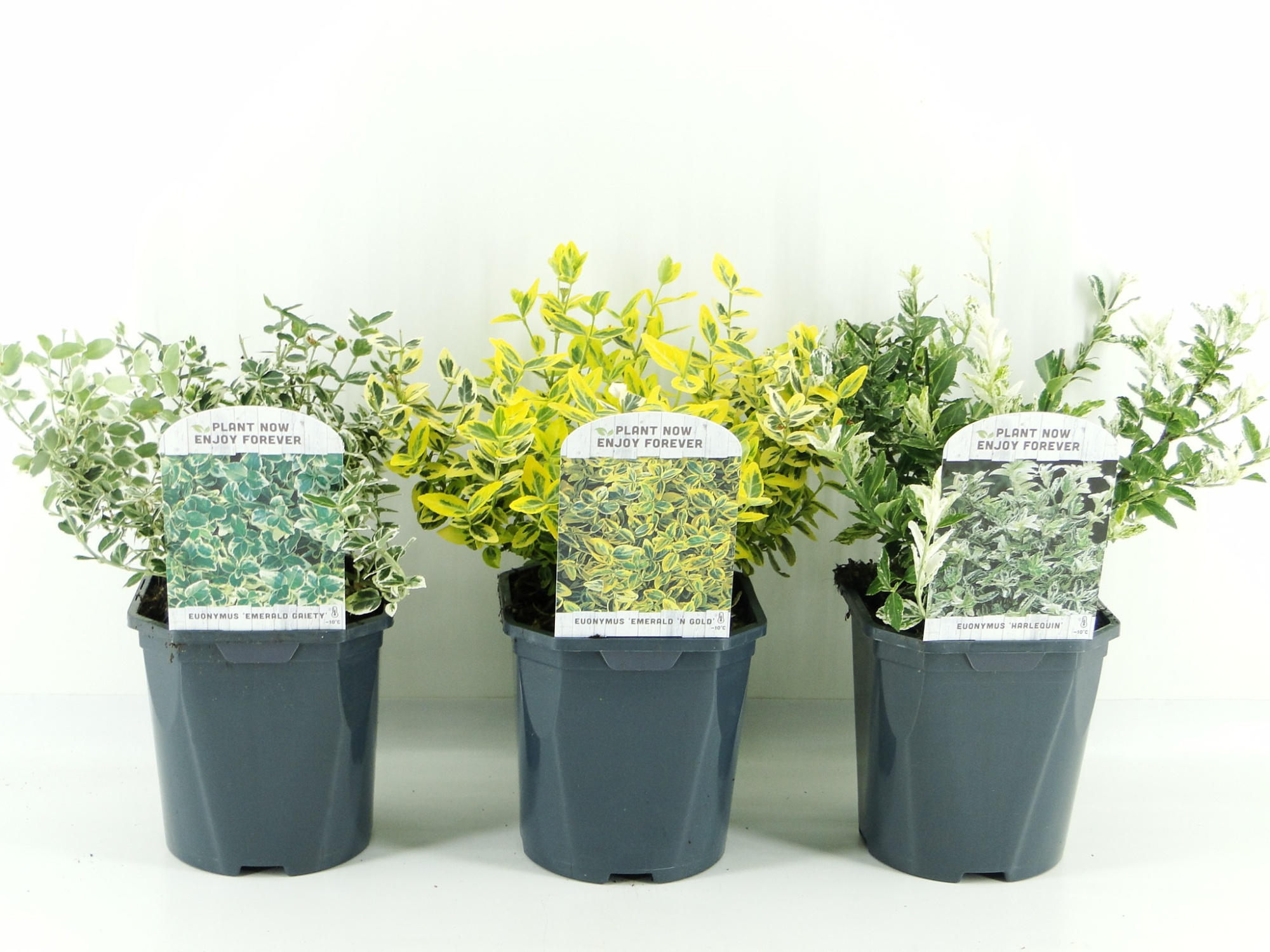 Euonymus fort. mix laag., D 17 cm