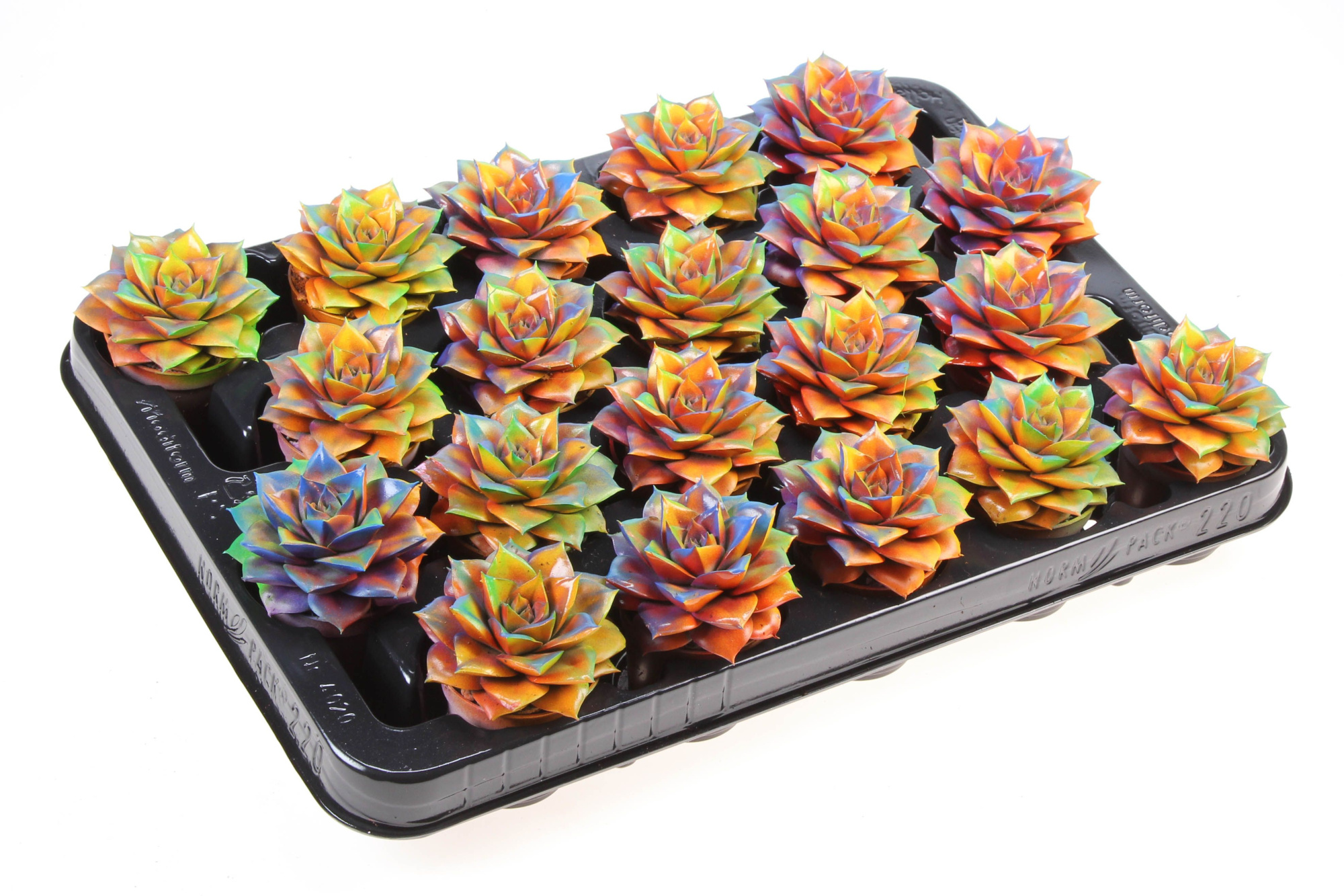 Purper chameleon special, D 5,5 cm