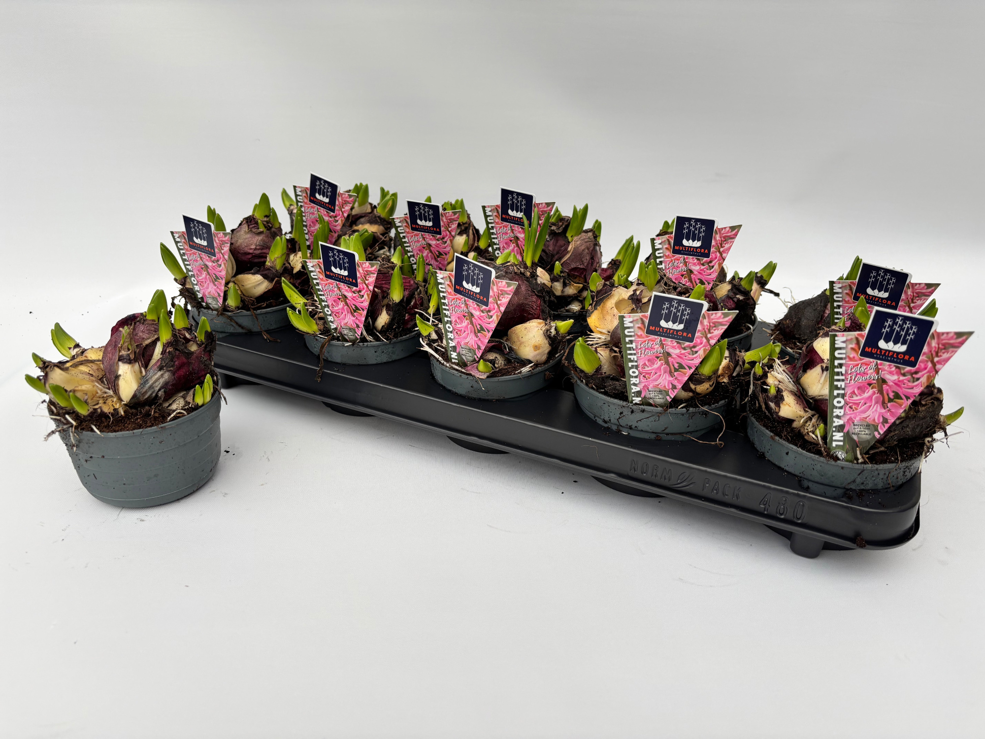 10.5 cm ROZE Hyacint Multiflora, D 10,5 cm