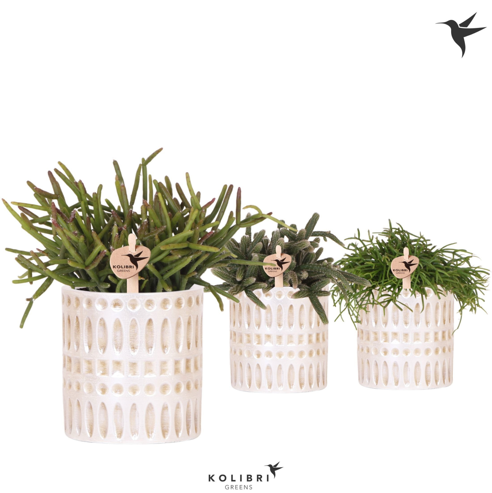 Kolibri Greens Rhipsalis mix in Mozaiek pot, D 9