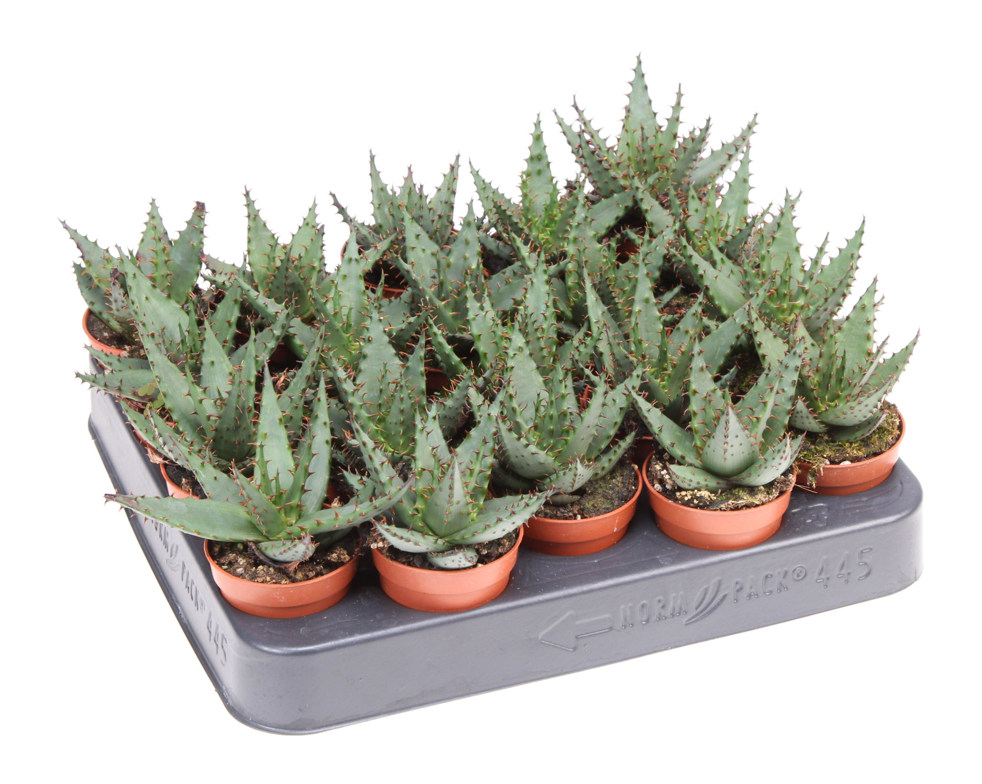 Aloe Broomii, D 5,5