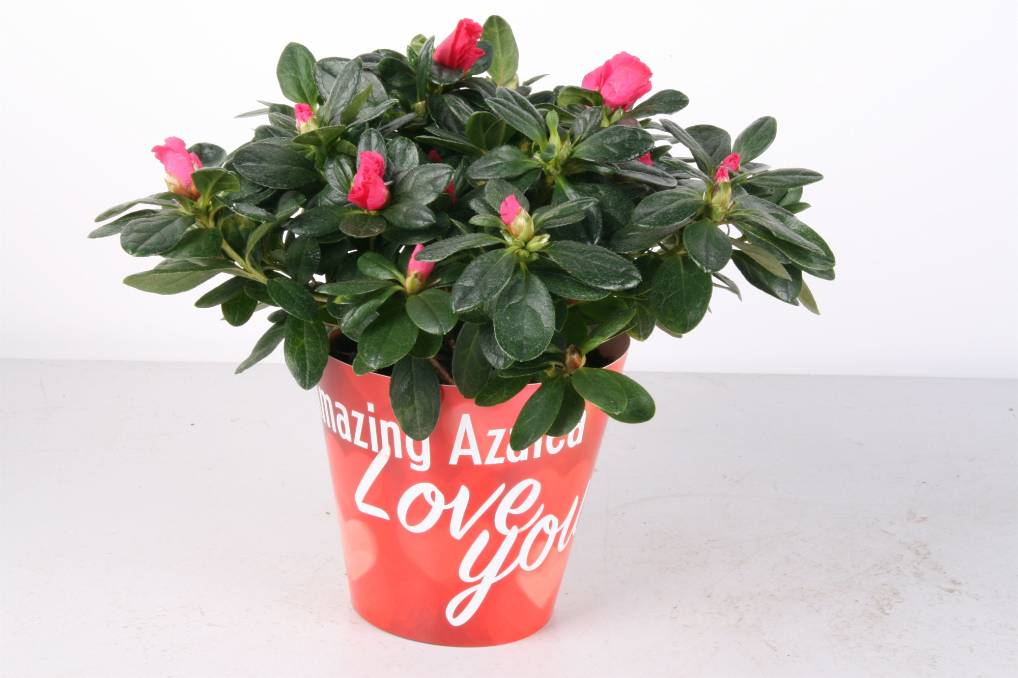 110 : Amazing Azalea Valentine p12 in waterbestendige kartonnen cover Valentijn-Moederdag, D 12