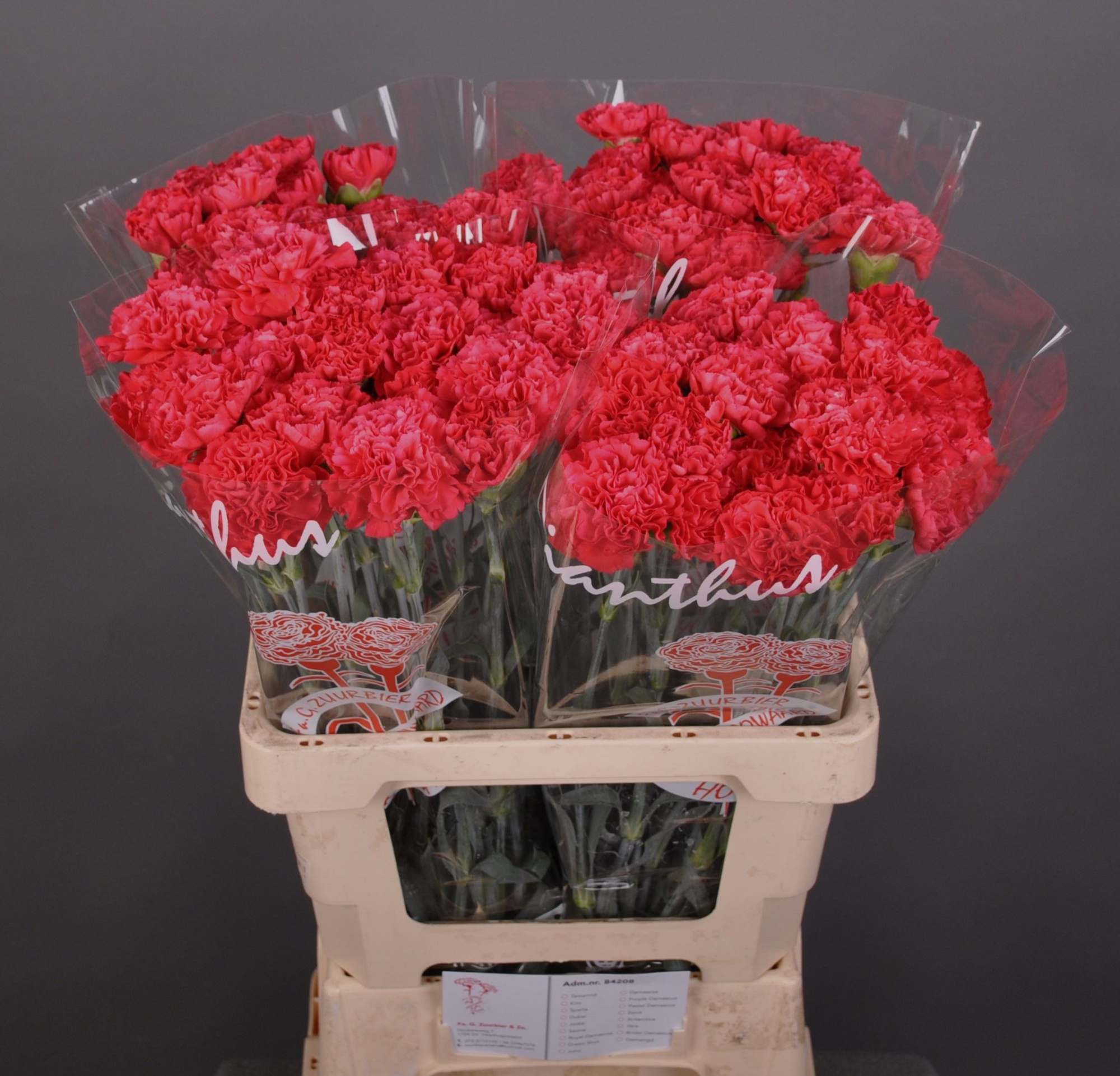 Диантус од. Джуно+, шт.