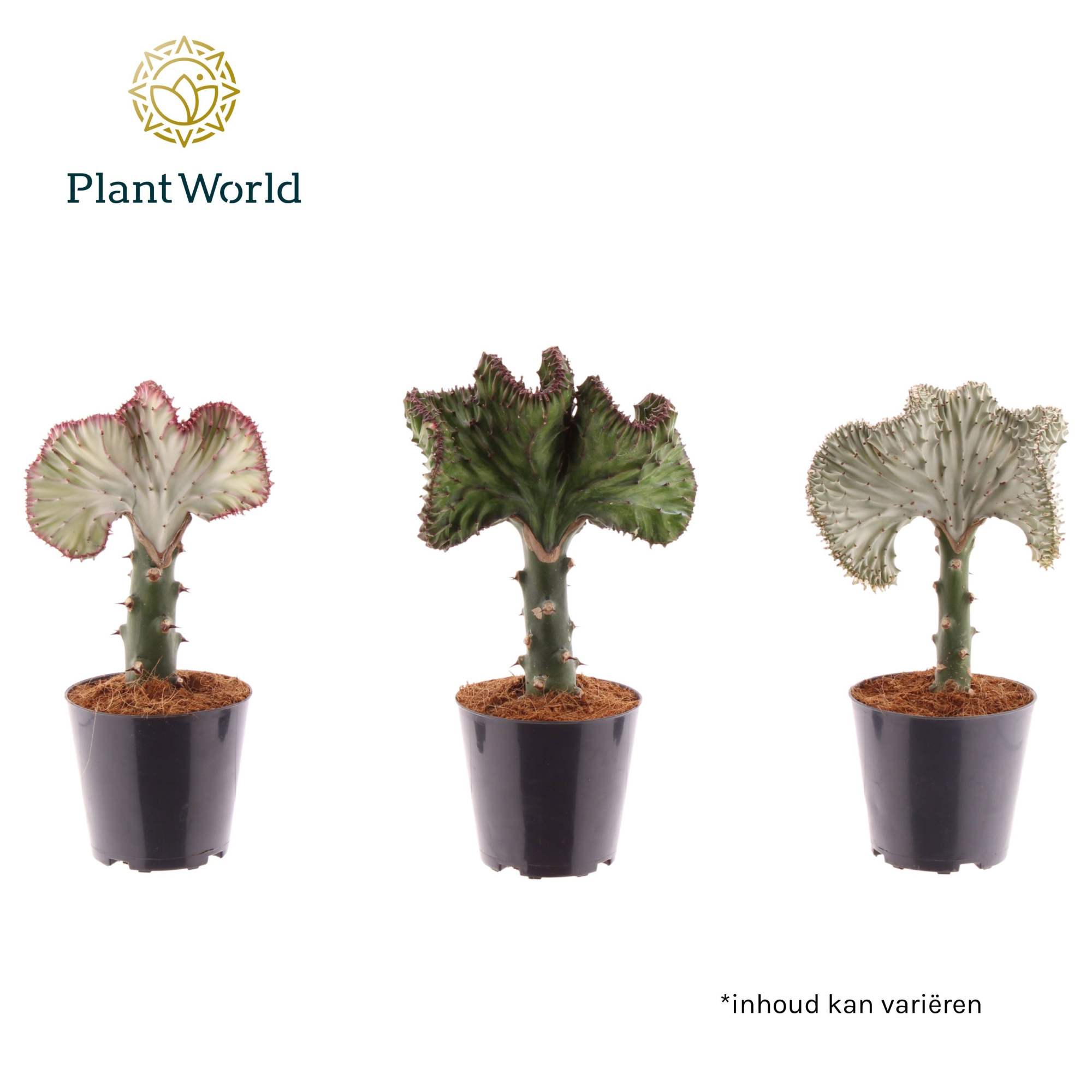 Euphorbia lactea 'Cristata' mix, D 12