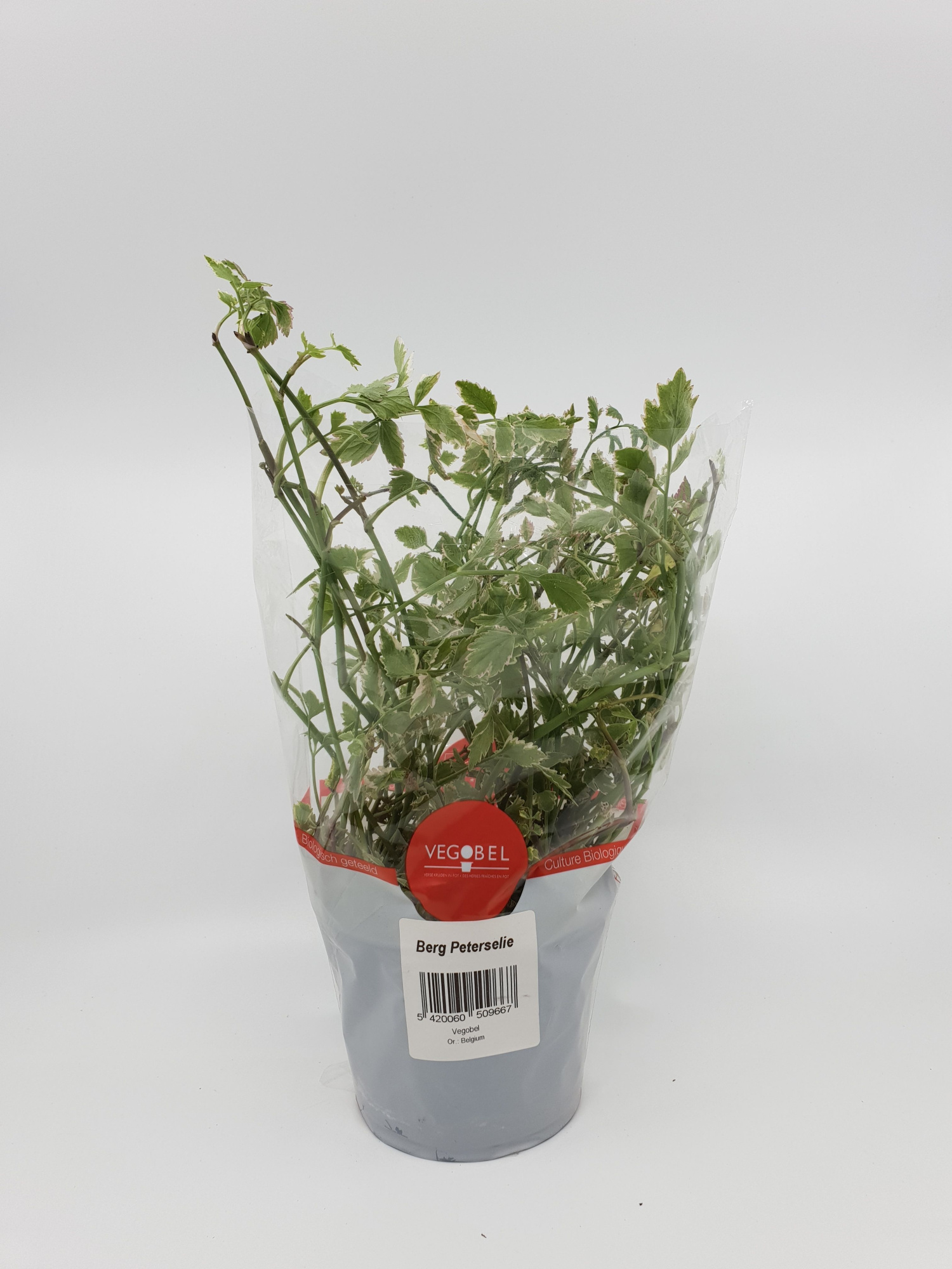 Peterselie Berg P12, D 12 cm
