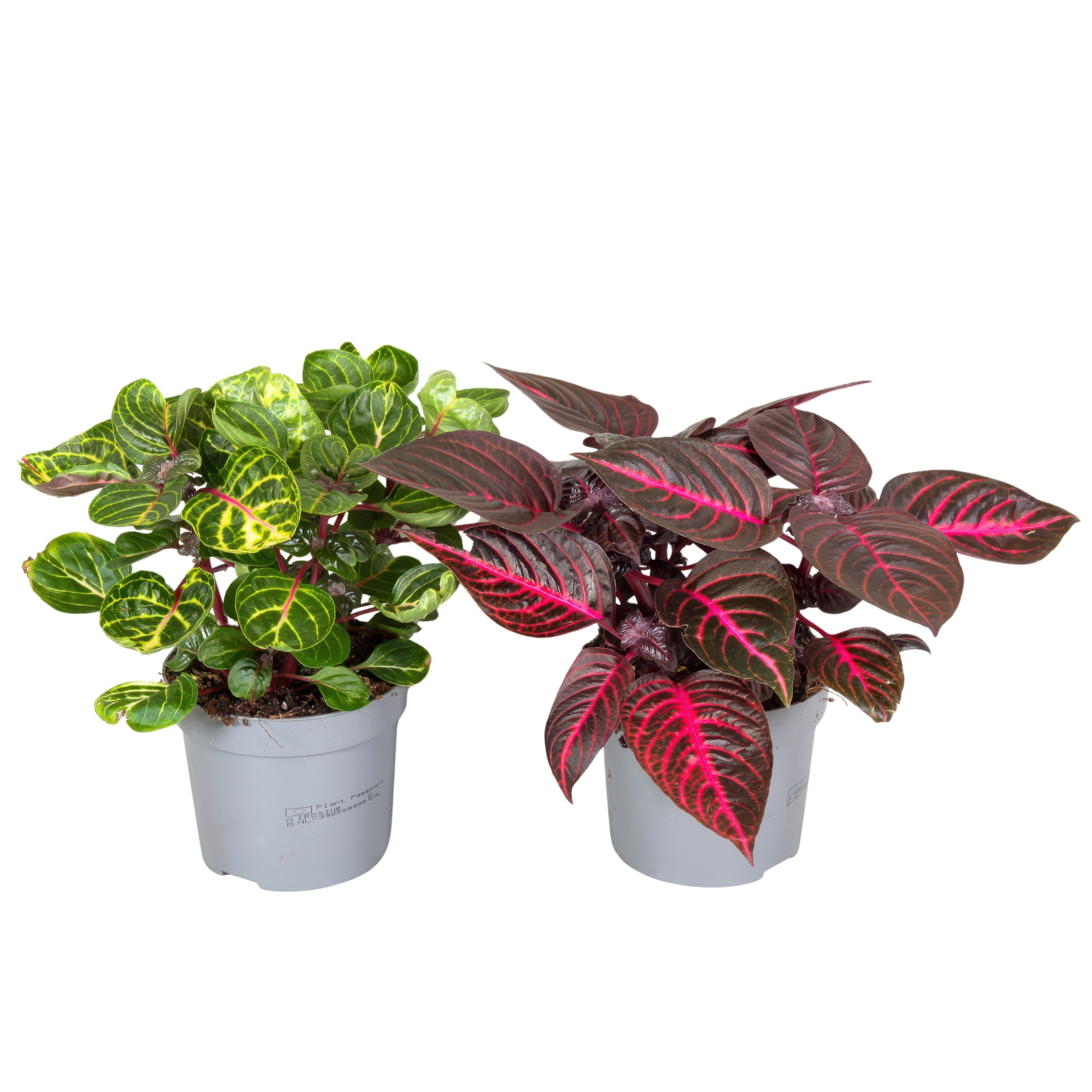 Iresine Herbstii 13cm Mix 2 kleuren, D 13 cm