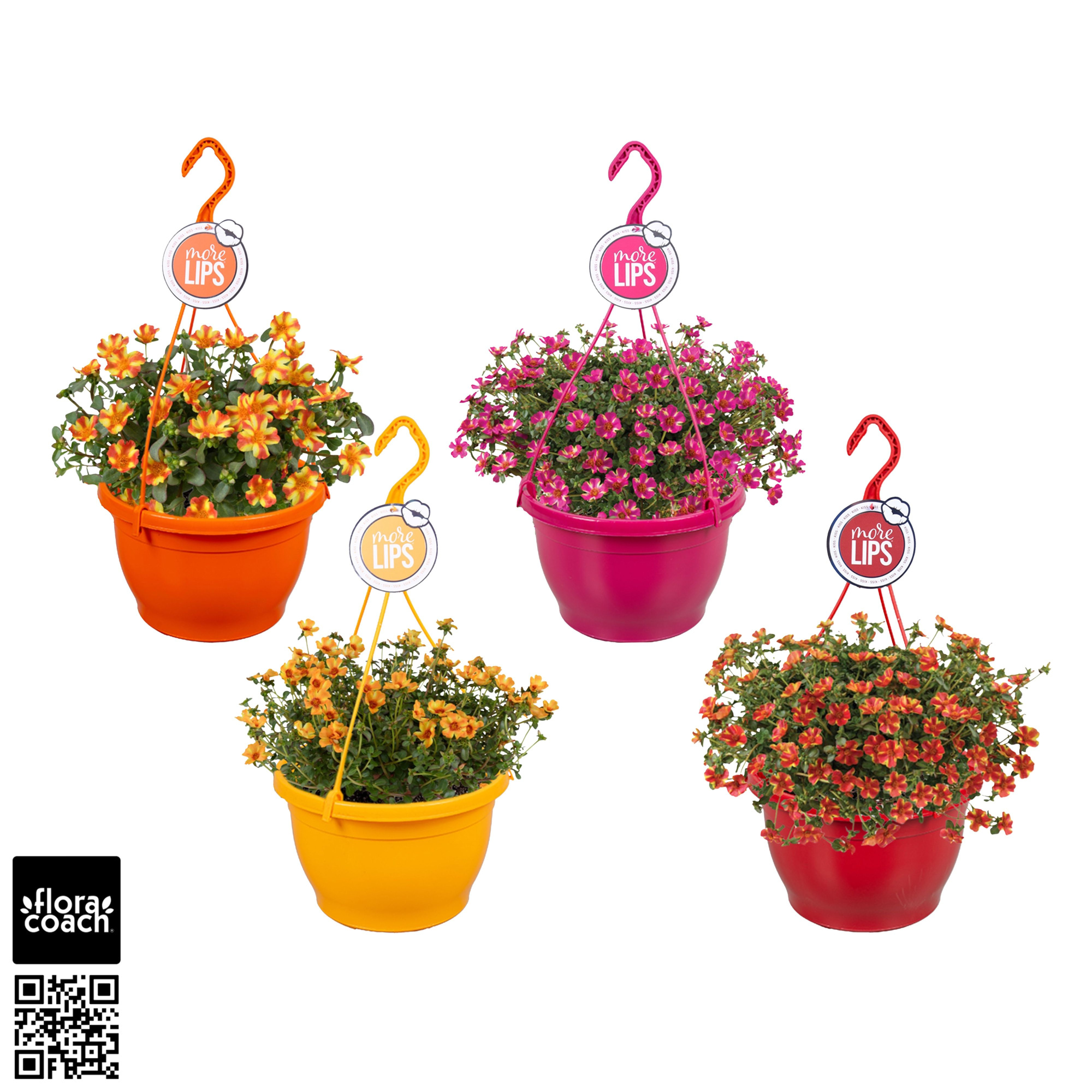MoreLIPS® Portulaca Twist Mix, D 25
