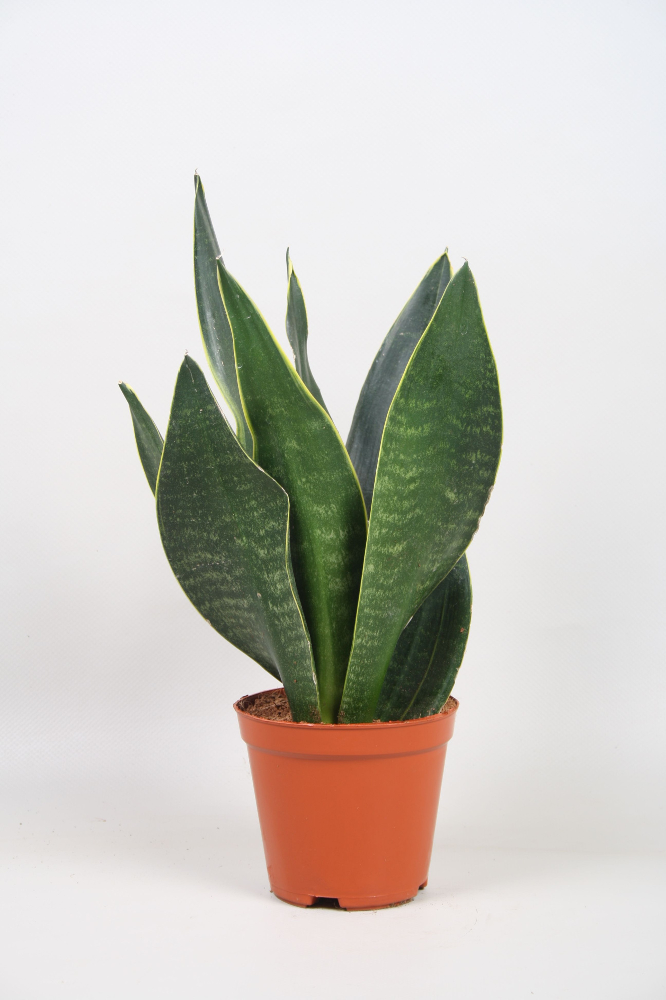 Sansevieria Dark Diamond, D 12