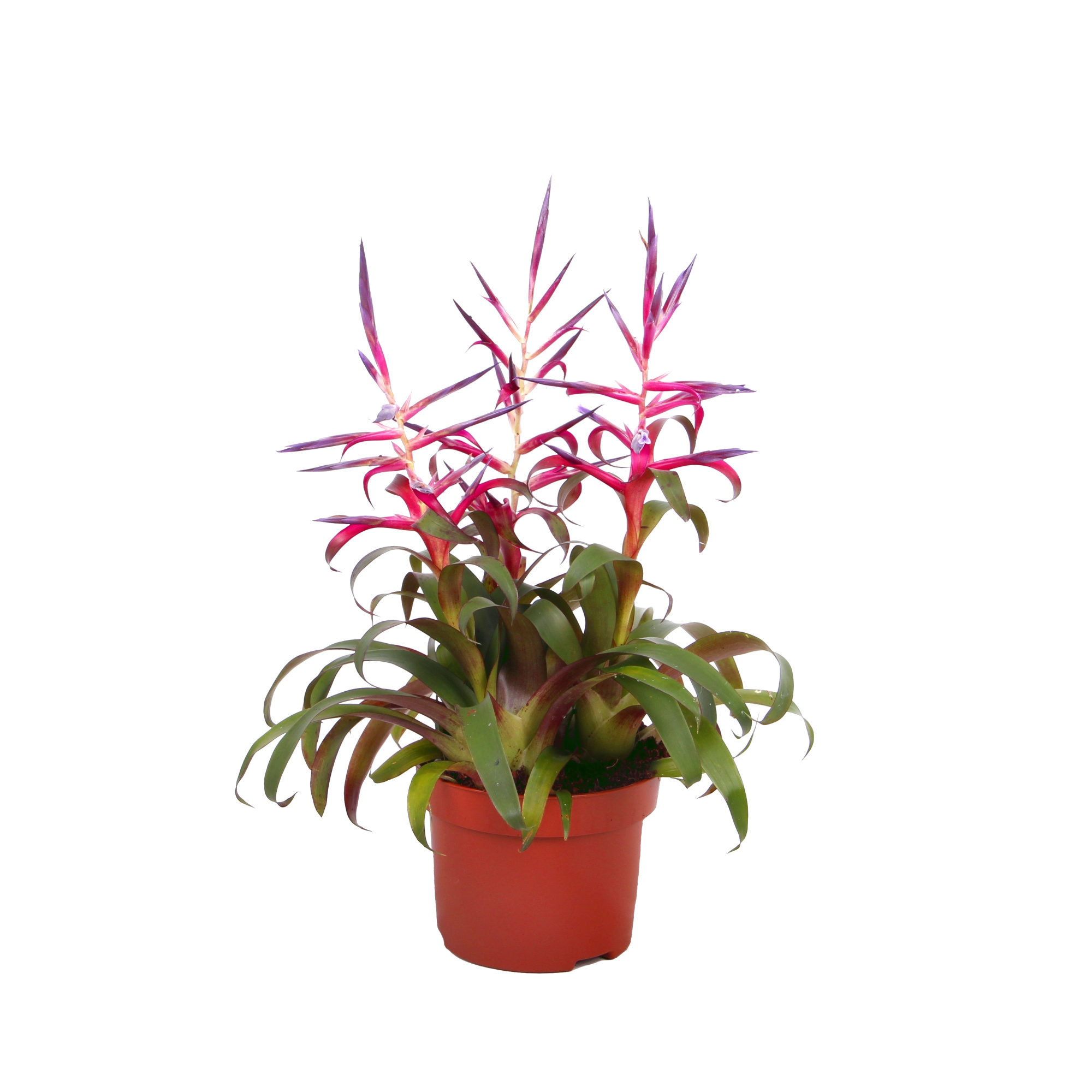 Toef Tillandsia Mora, D 10,5 cm