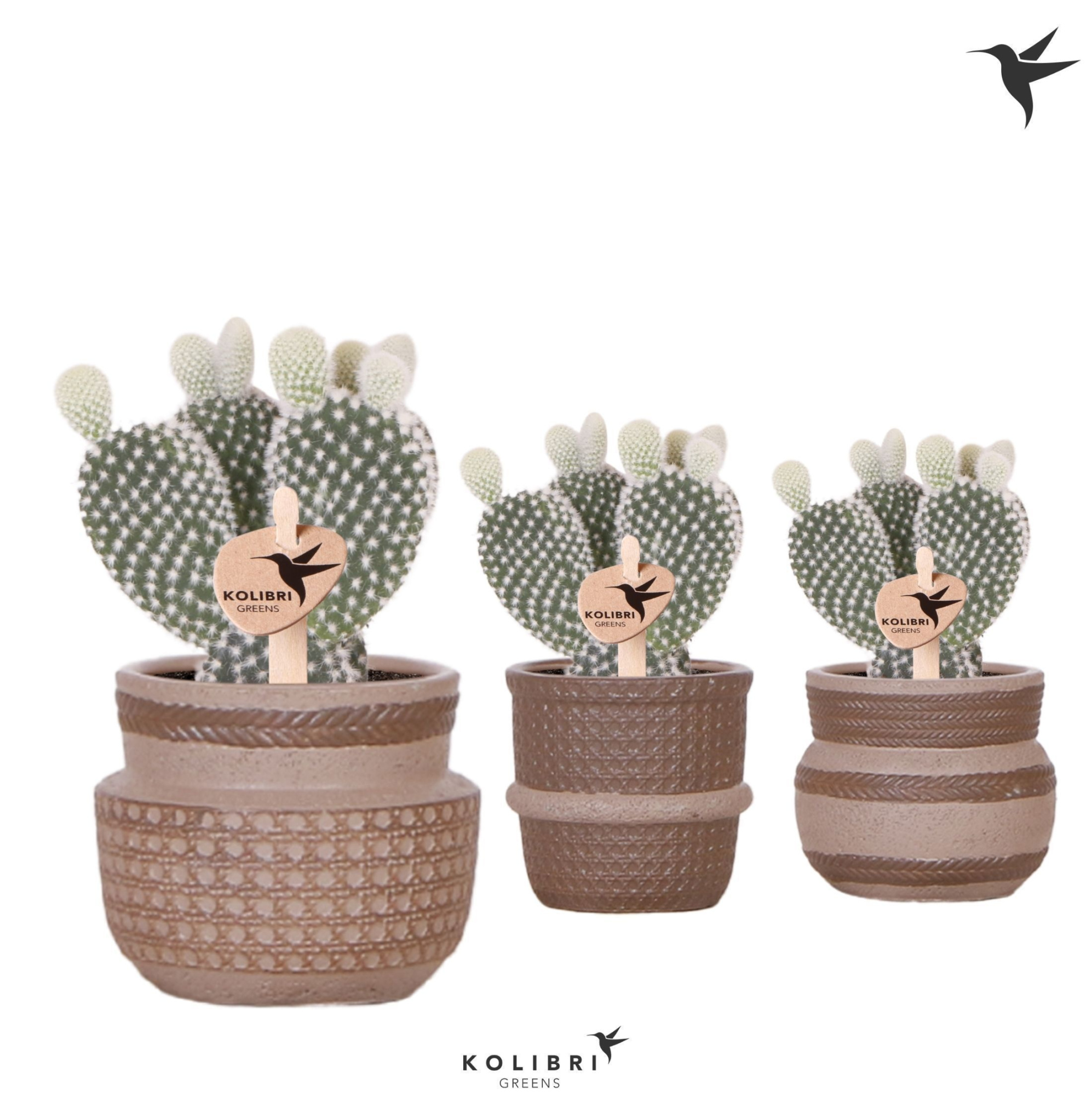Kolibri Greens Opuntia white in Ethnic pot sand mix, D 6 cm