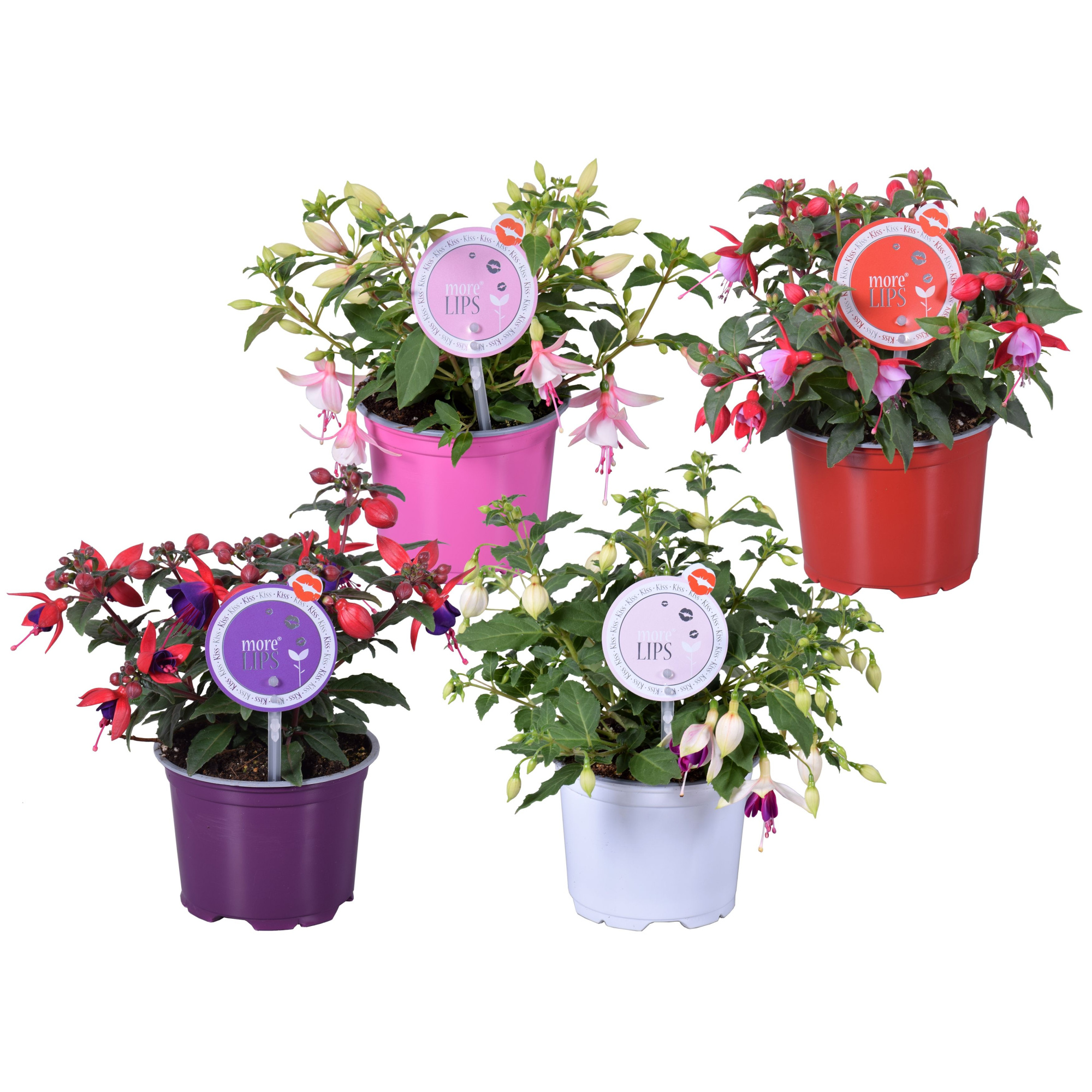 MoreLIPS® Fuchsia Bella gemengd mixkar, D 12