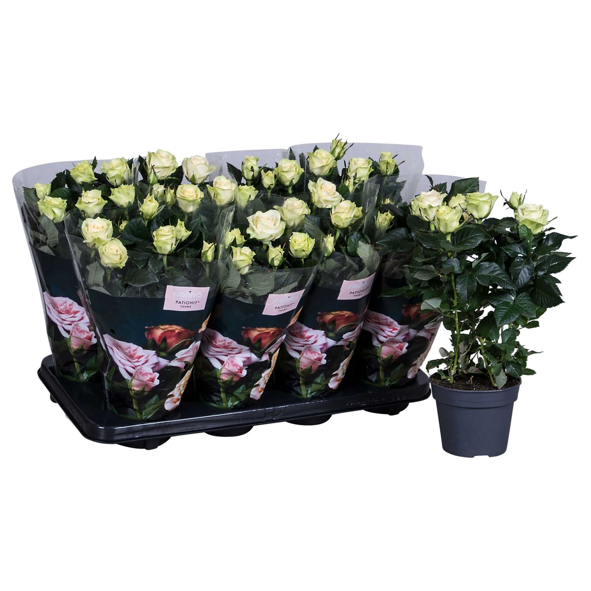 Nolina Roses Ø 13 cm White st. 2-3, D 13 cm