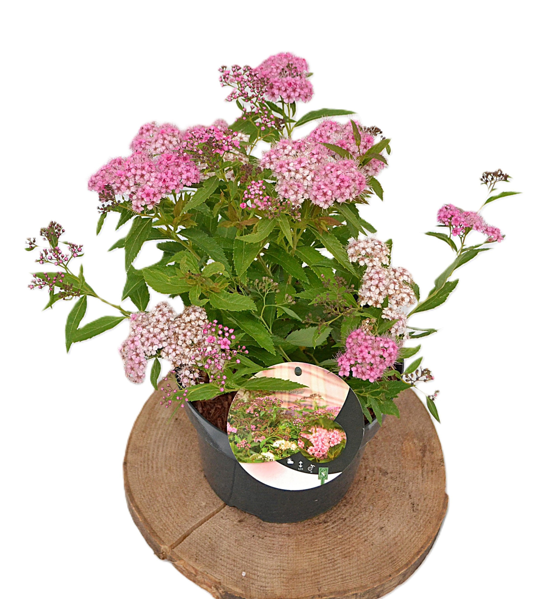 Spiraea japonica Genpei C3, D 19