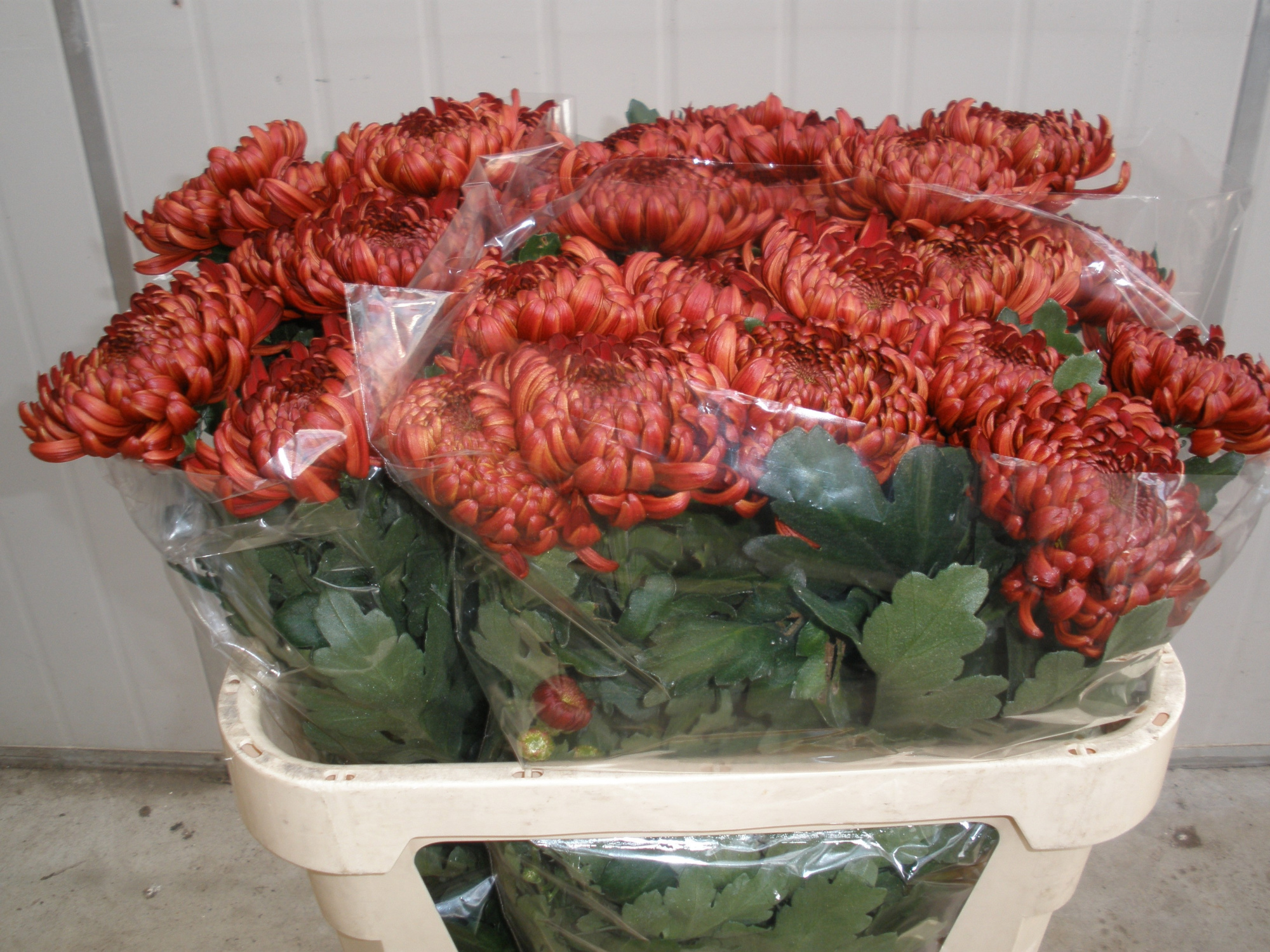 Хризантема од. Анкара Рэд 75, шт.