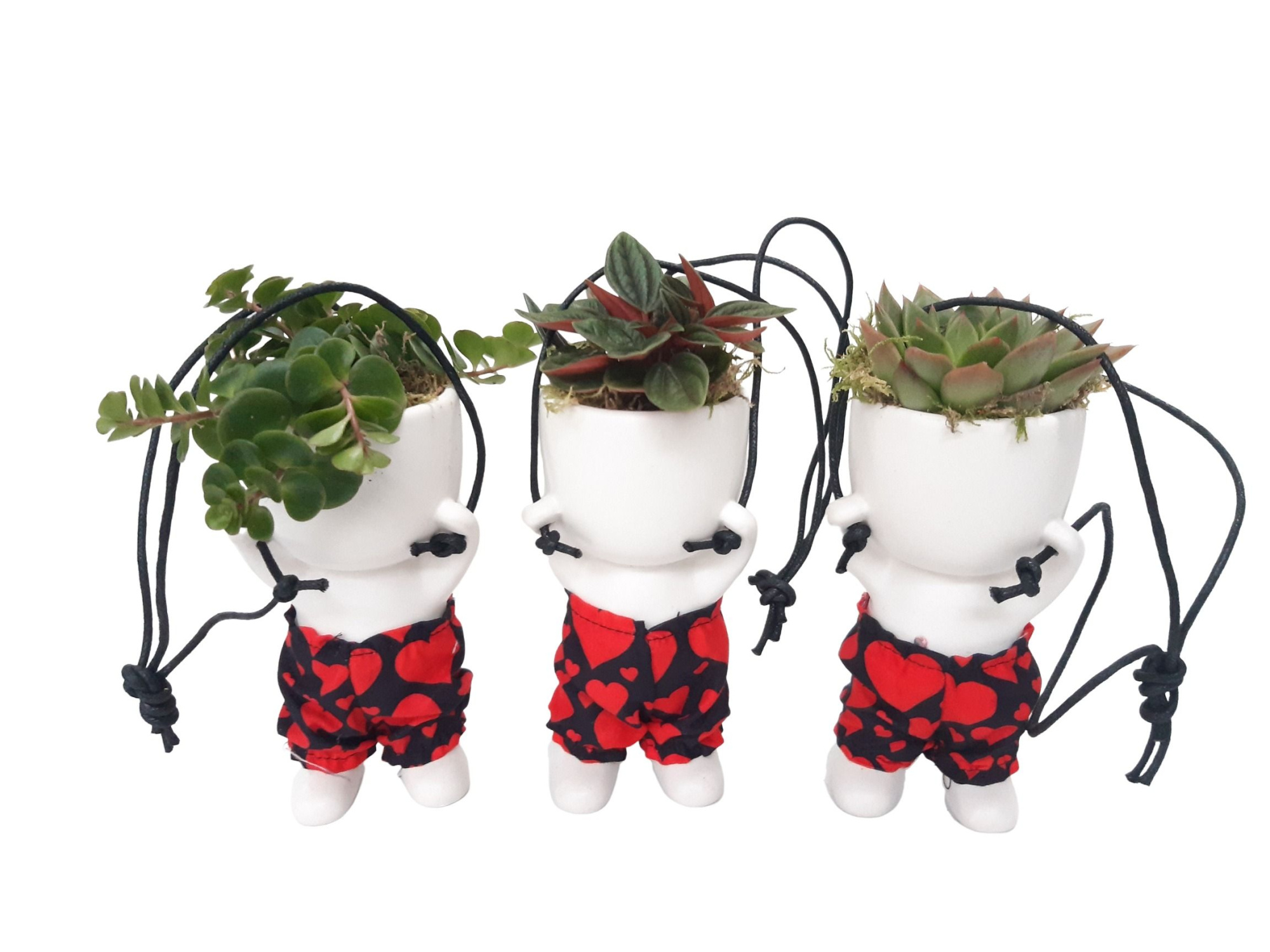 CLH15HRT Hang Chillings H15 Sedum, Peperomia, Echeveria, D 6