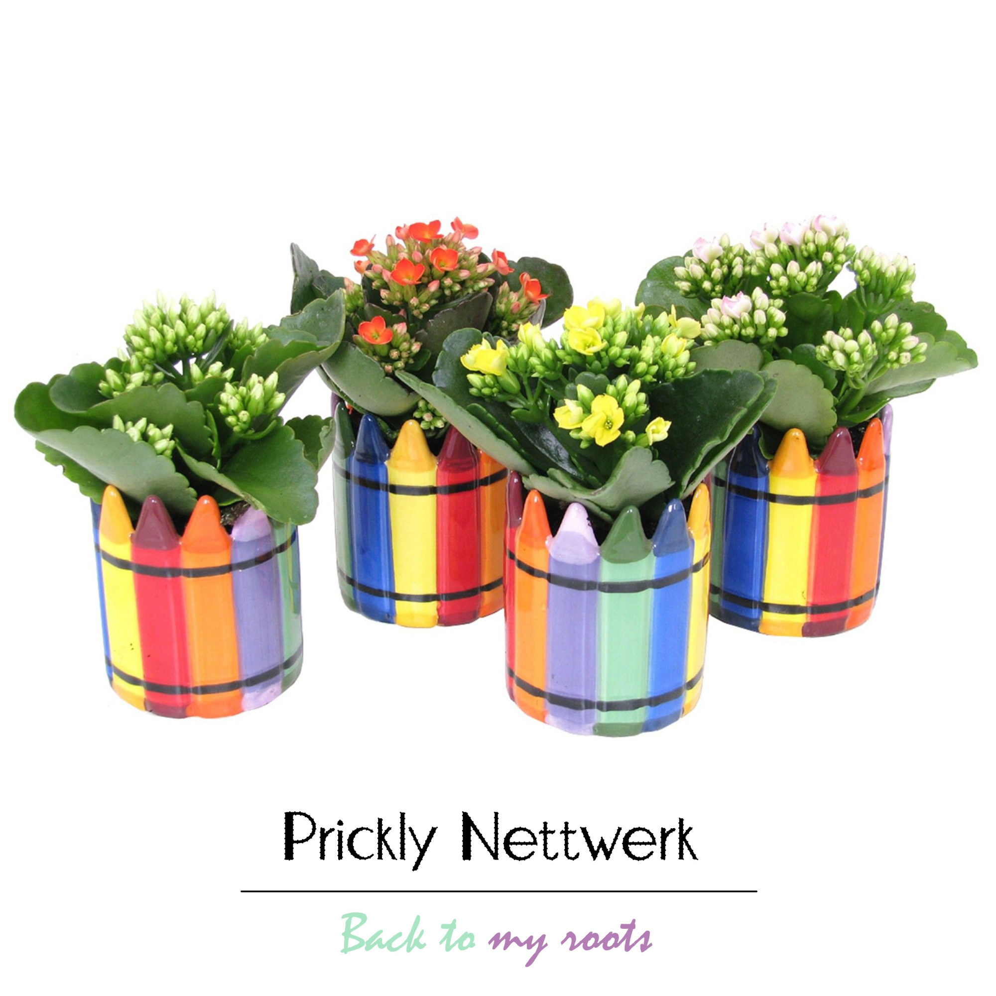 Kalanchoe gevuld 6 cm in Wasco keramiek, D 6