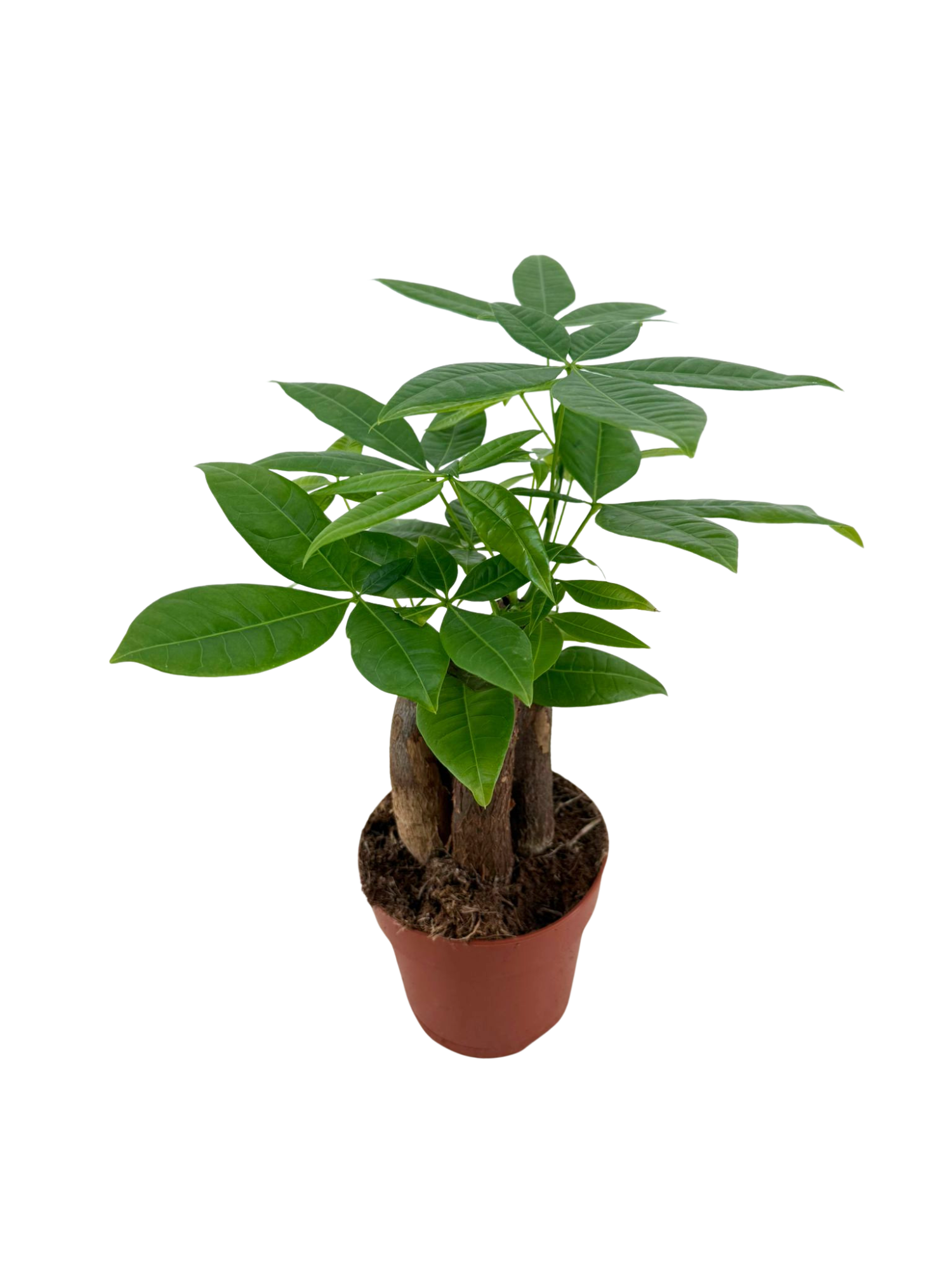 Pachira Aquatica p12 - 3STAM, D 12