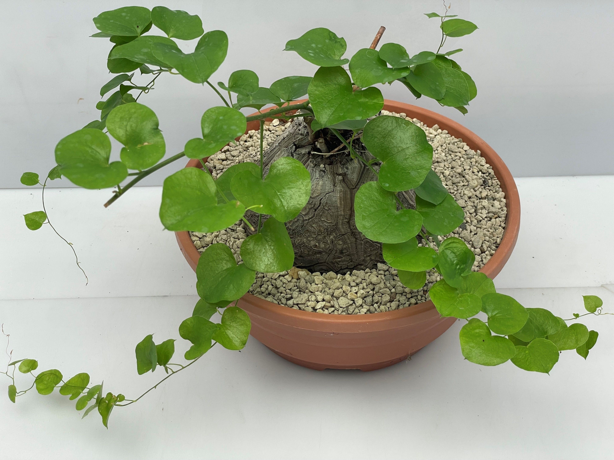 180 Dioscorea elephantipes 23 cm, D 23 cm