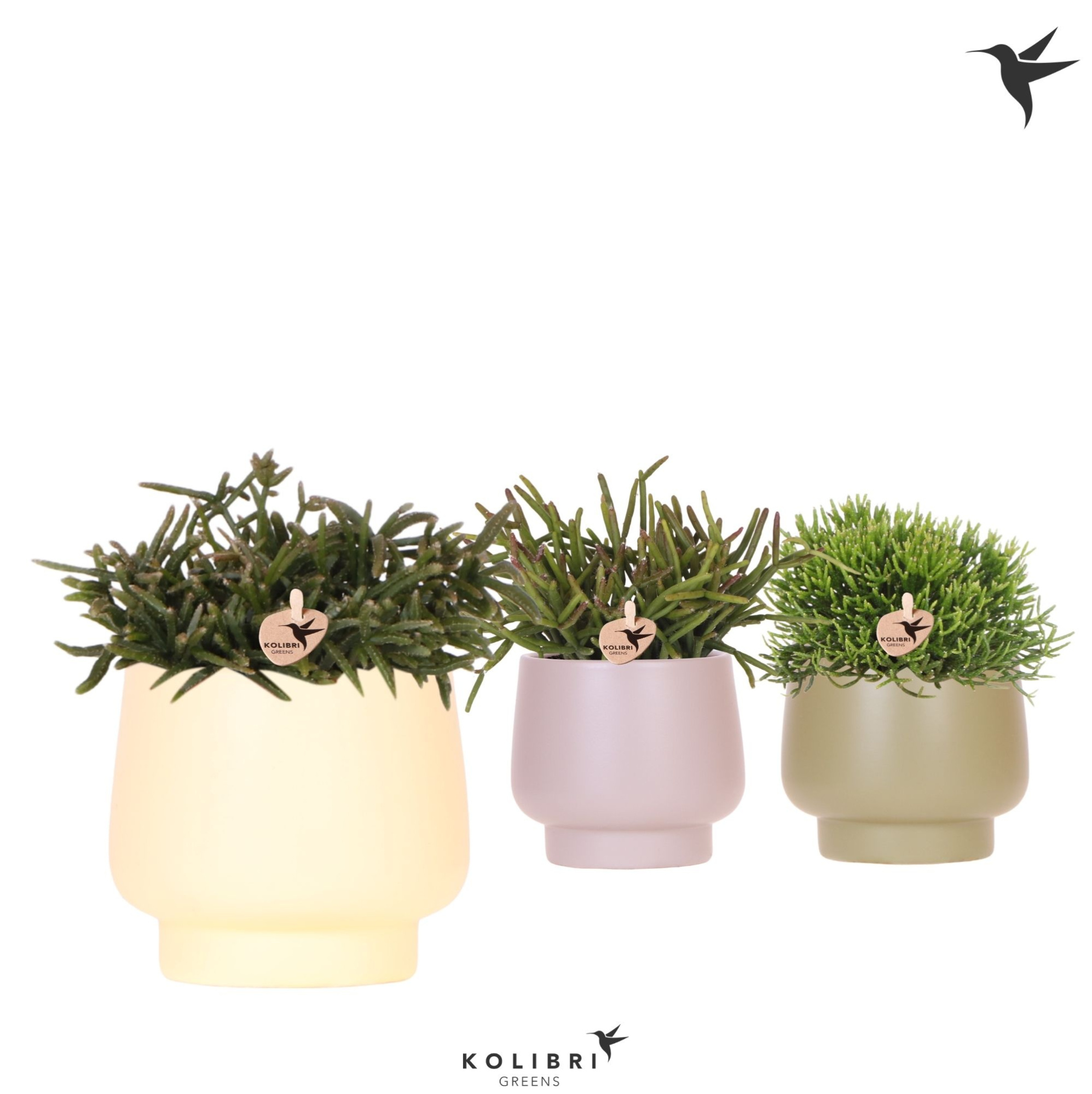 Kolibri Greens Rhipsalis mix in Scandic pot green mix, D 9 cm