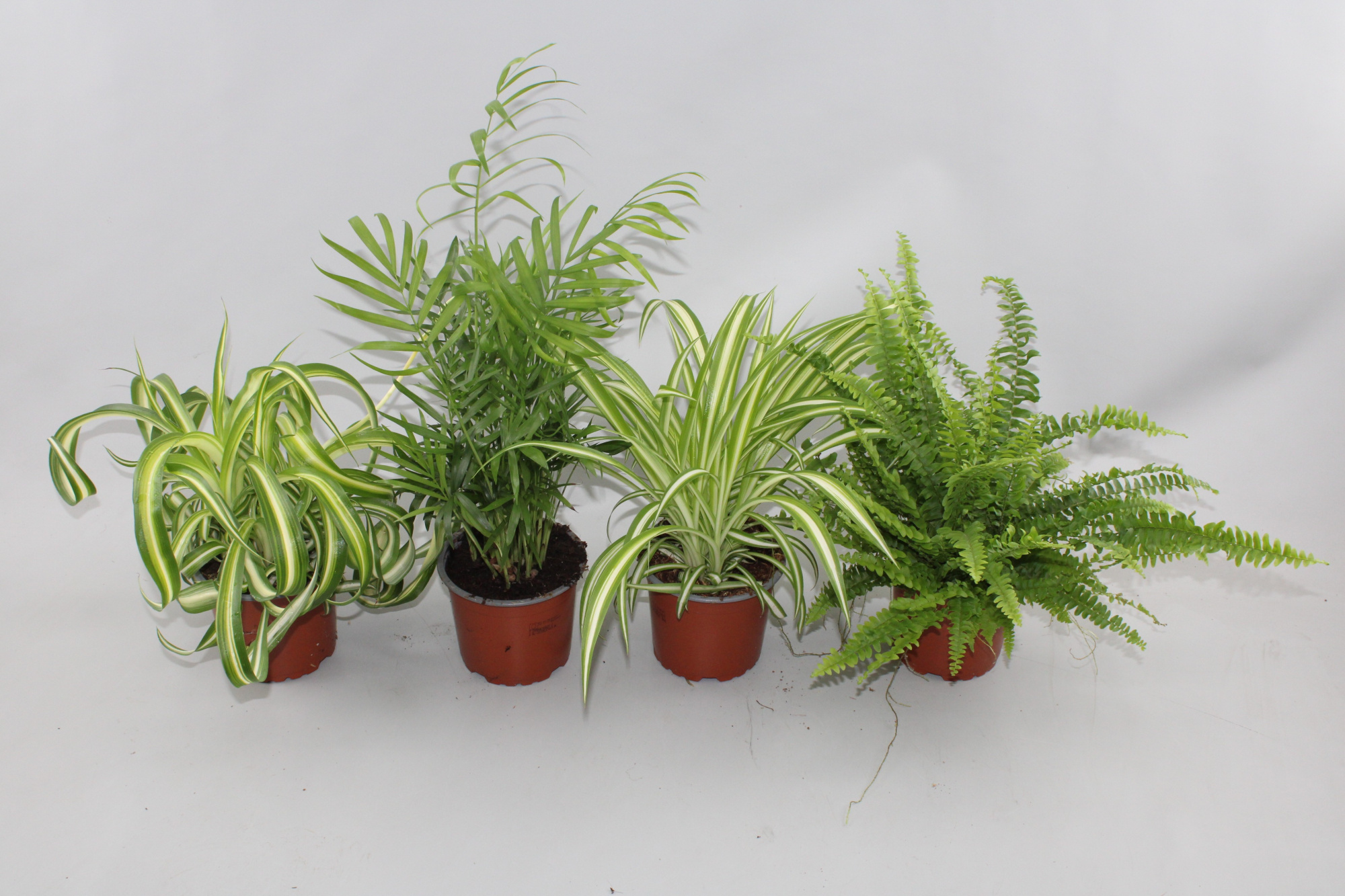 Groenmix 4 soorten 1Chl +1Bonnie1Va1Cham, D 12 cm