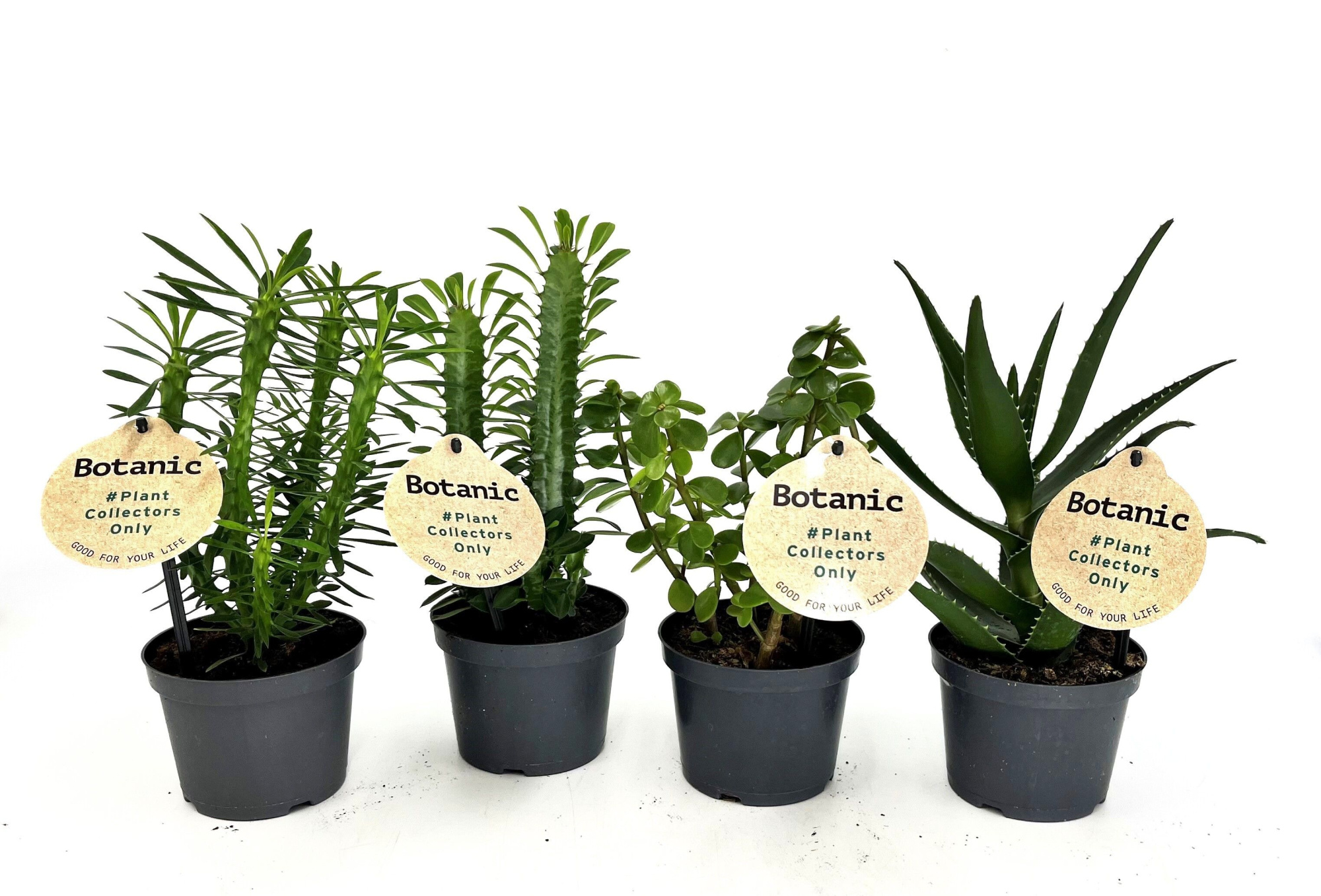 Botanic mix, D 12 cm