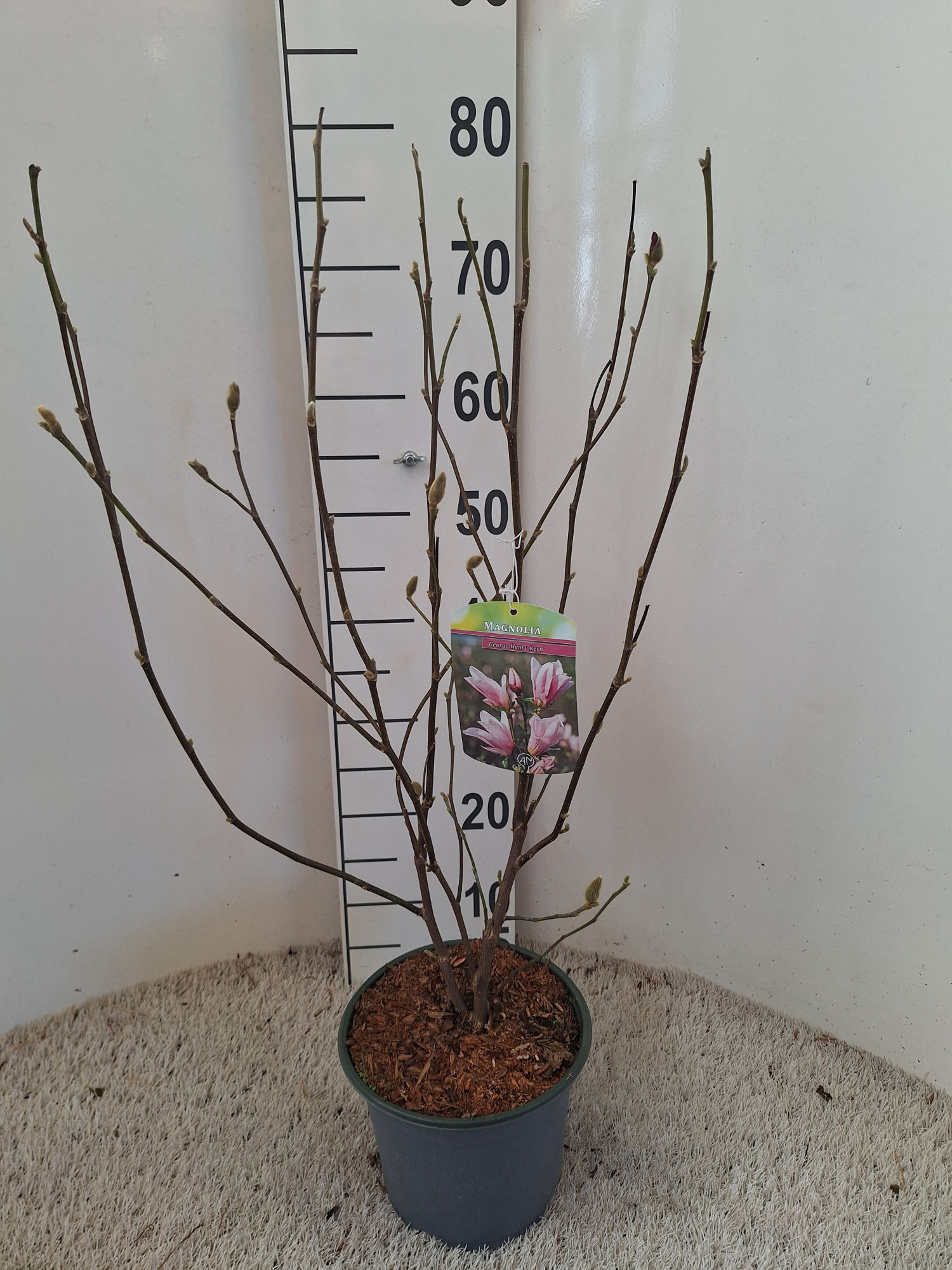 Magnolia George henry Kern, D 19