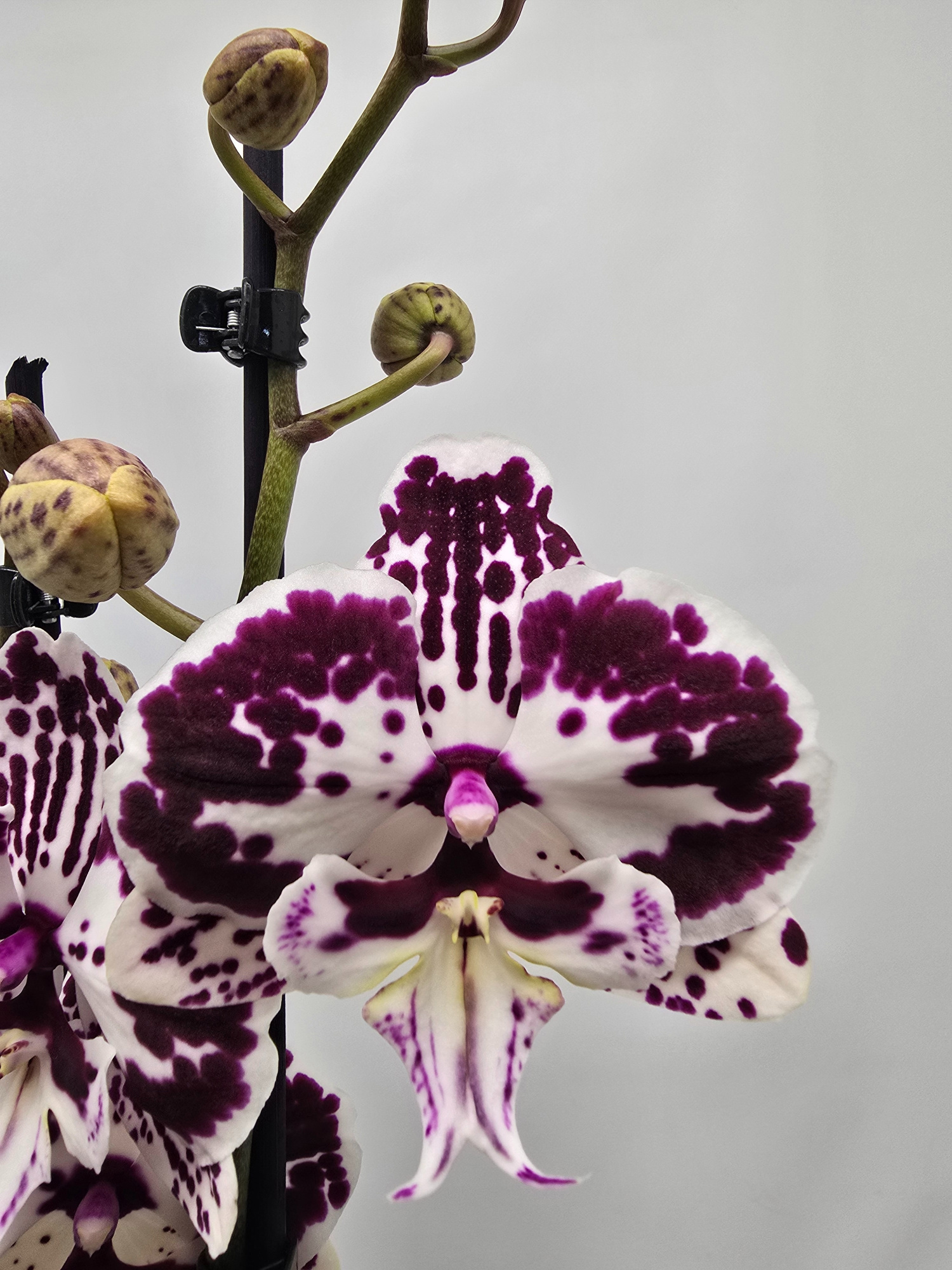 Limited 19 week 43, D 12 cm