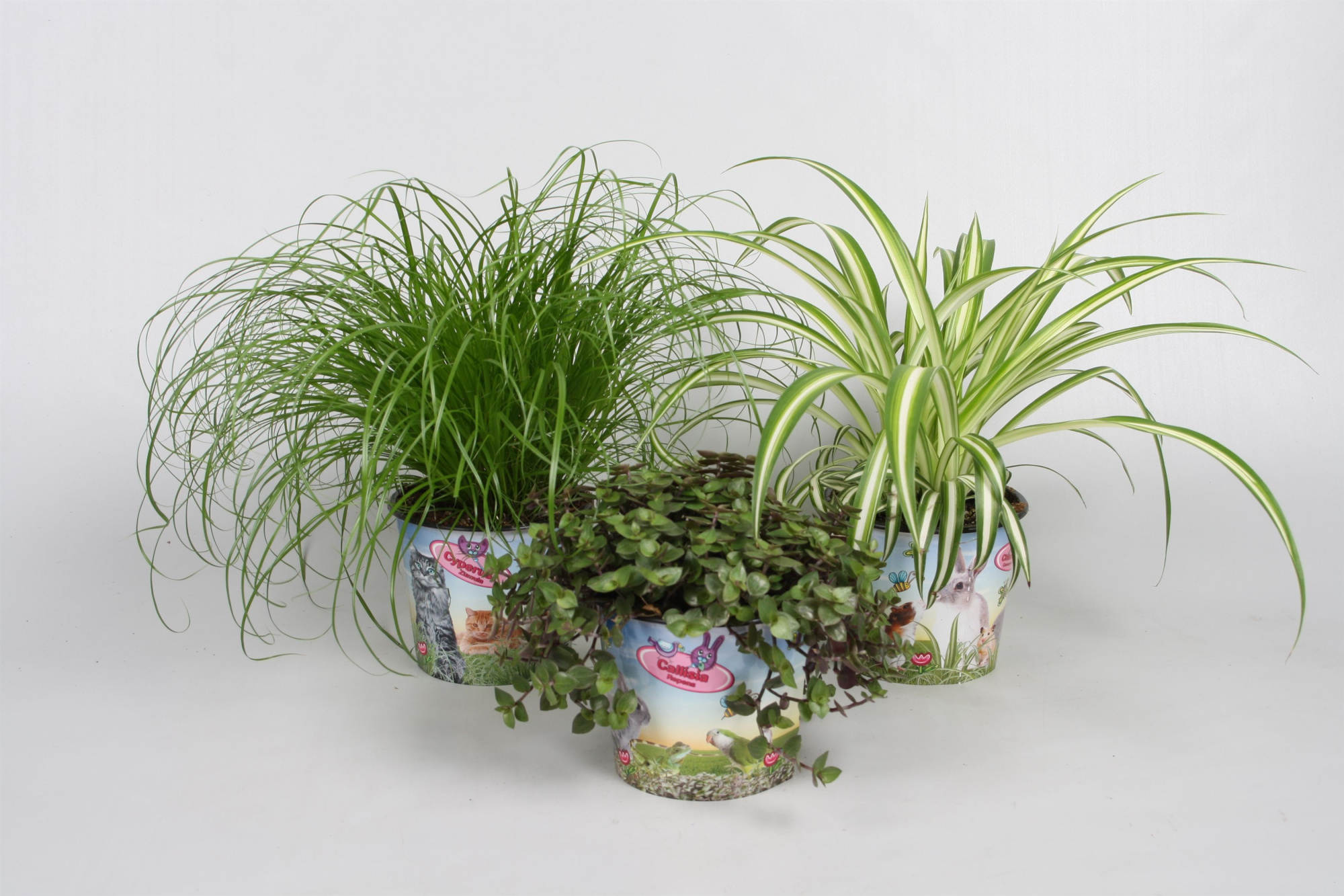 Pet mix 3 soorten in potcover, D 12 cm