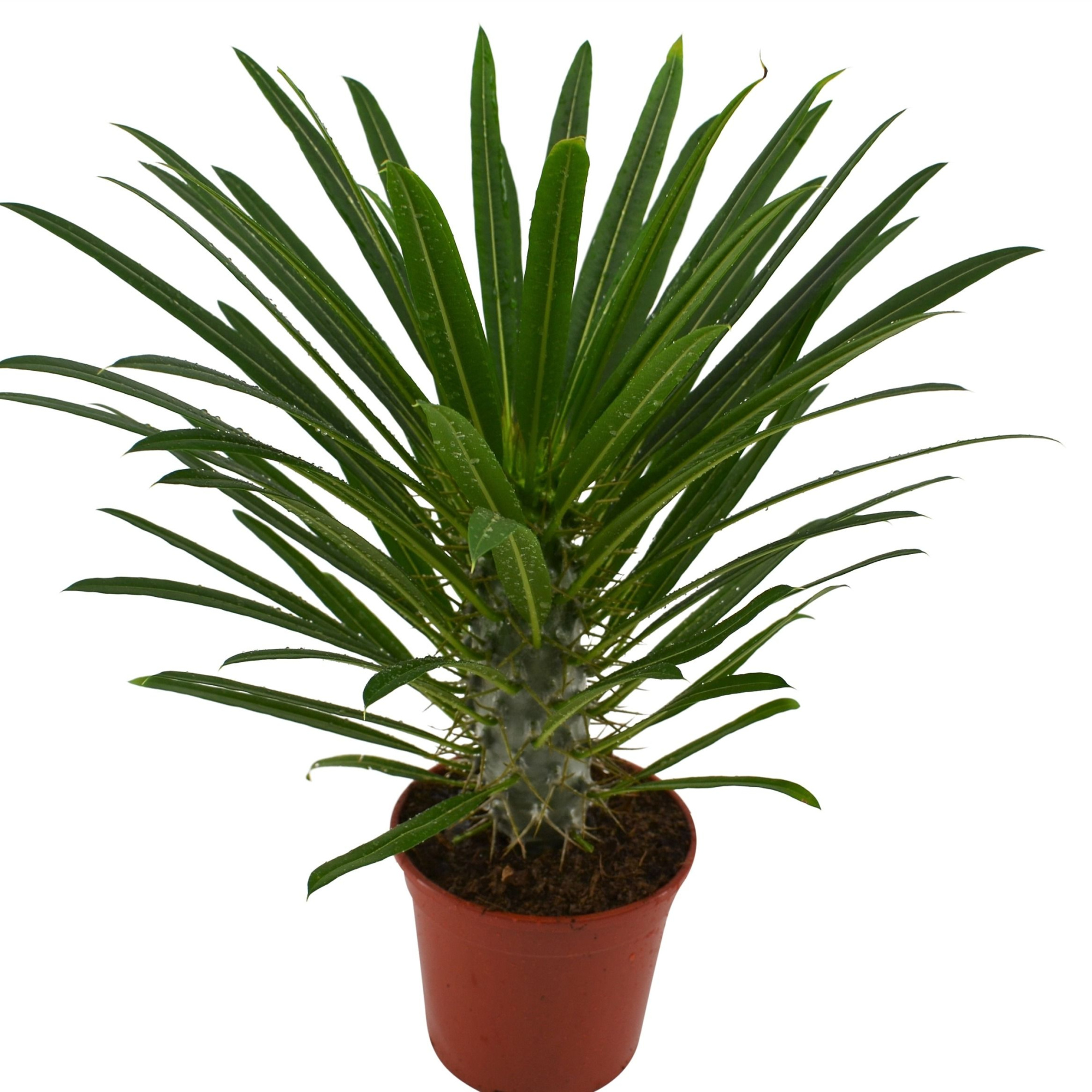 Pachypodium Lamerei, D 14 cm