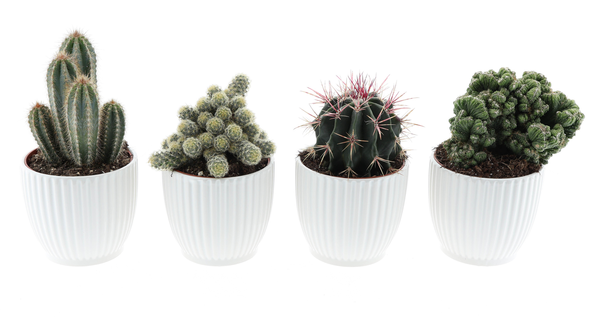 Design pot cactus mix, D 12 cm