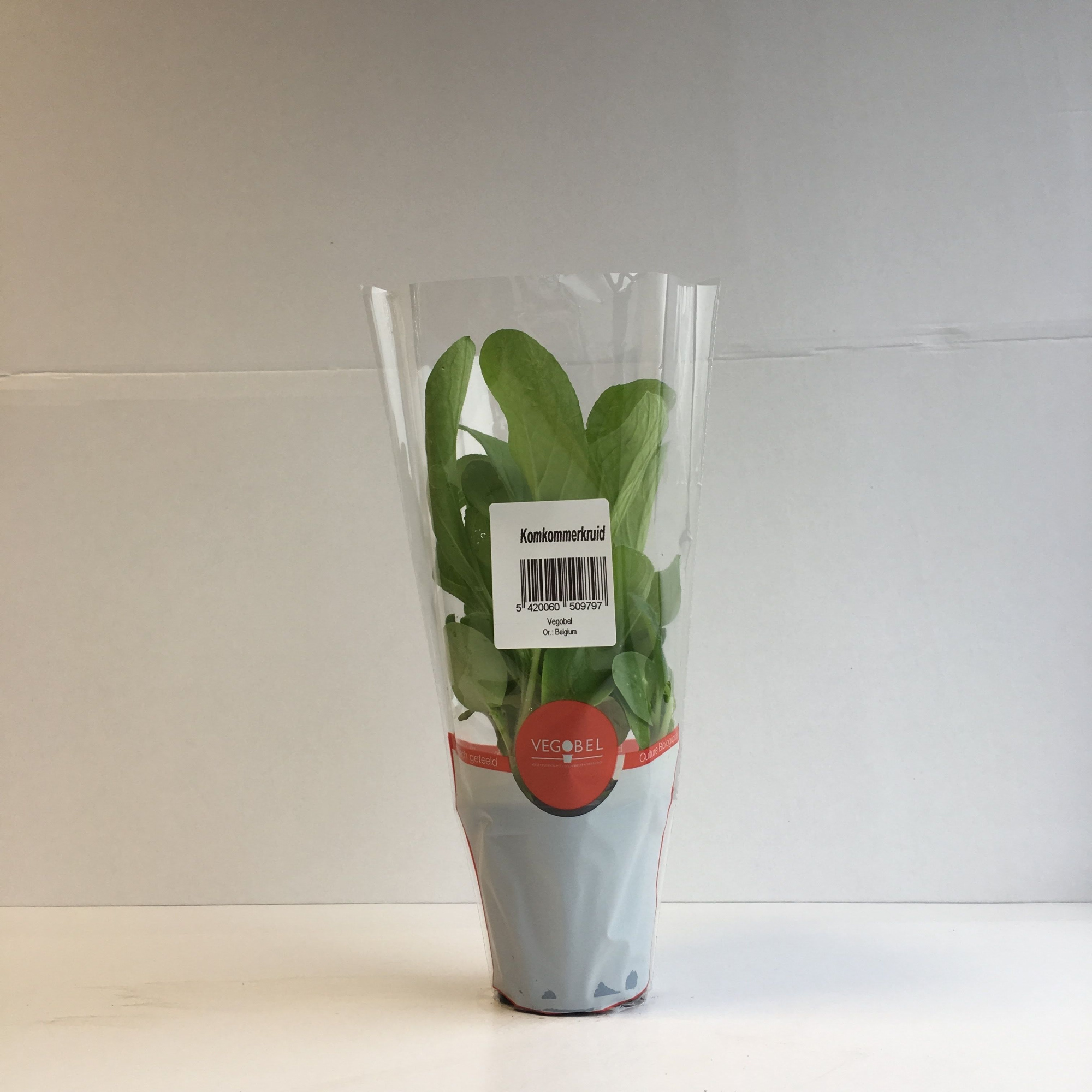 Komkommerkruid P9, D 9 cm