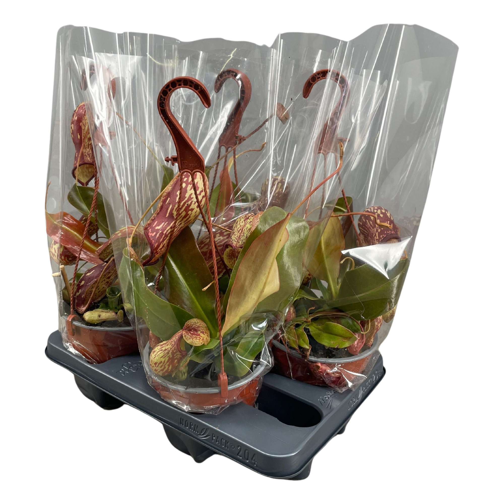Nepenthes Gaya 14 cm in hangpot, D 14 cm