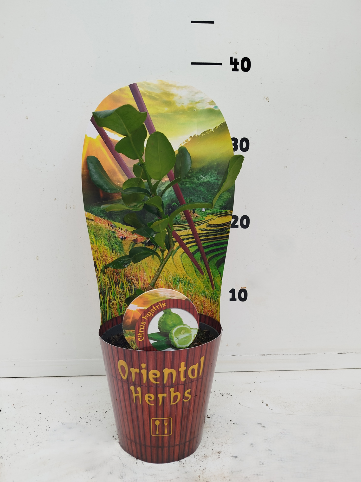 Citrus hystrix, D 12