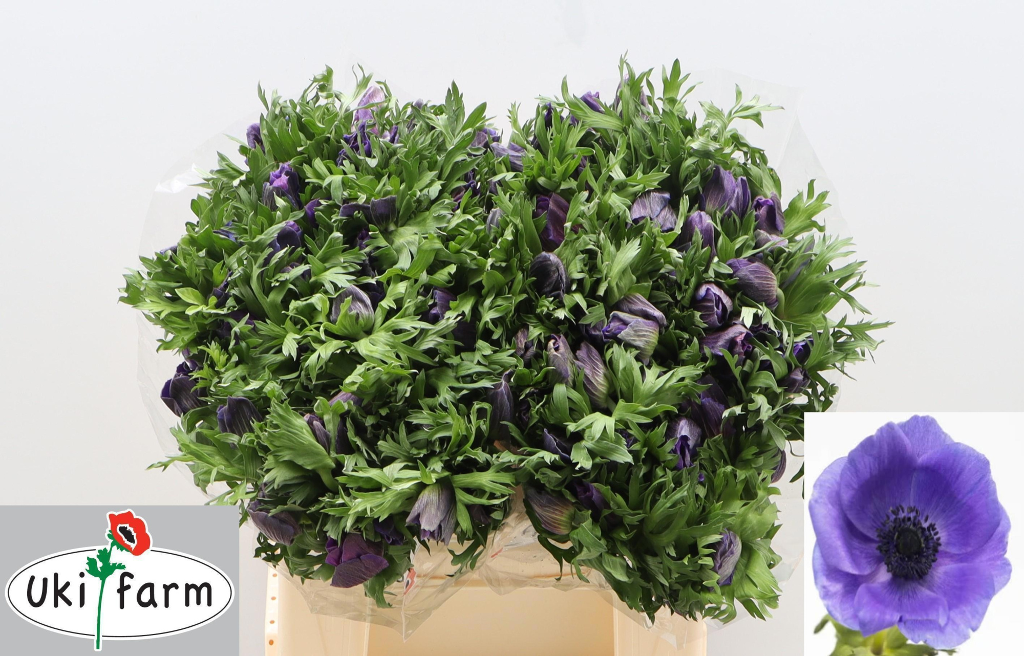 Анемон Галил Блю 40 (син.), шт.