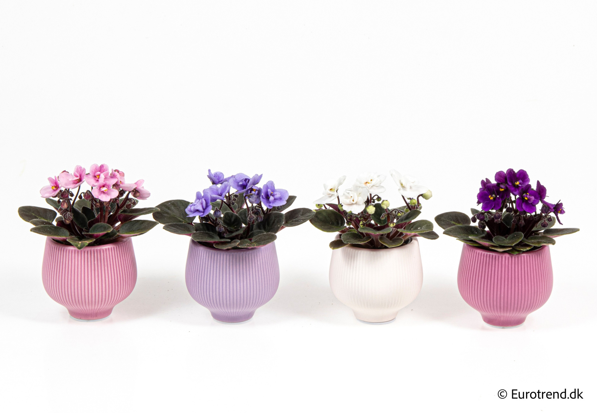 Saint paulia in Valentine ceramic 2026, D 6