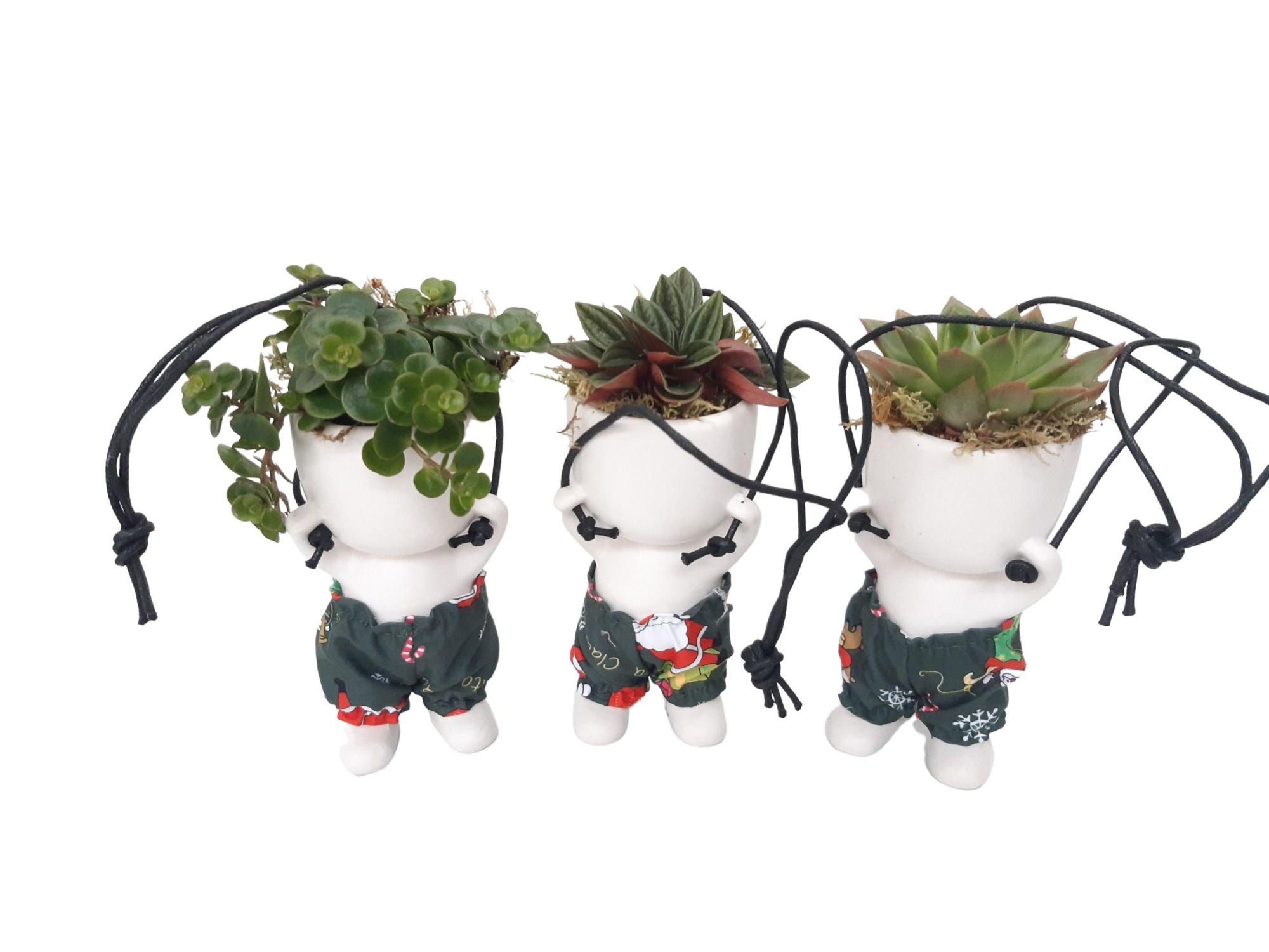 CLH15XMAS Hang Chillings H15 Sedum, Peperomia, Echeveria, D 6