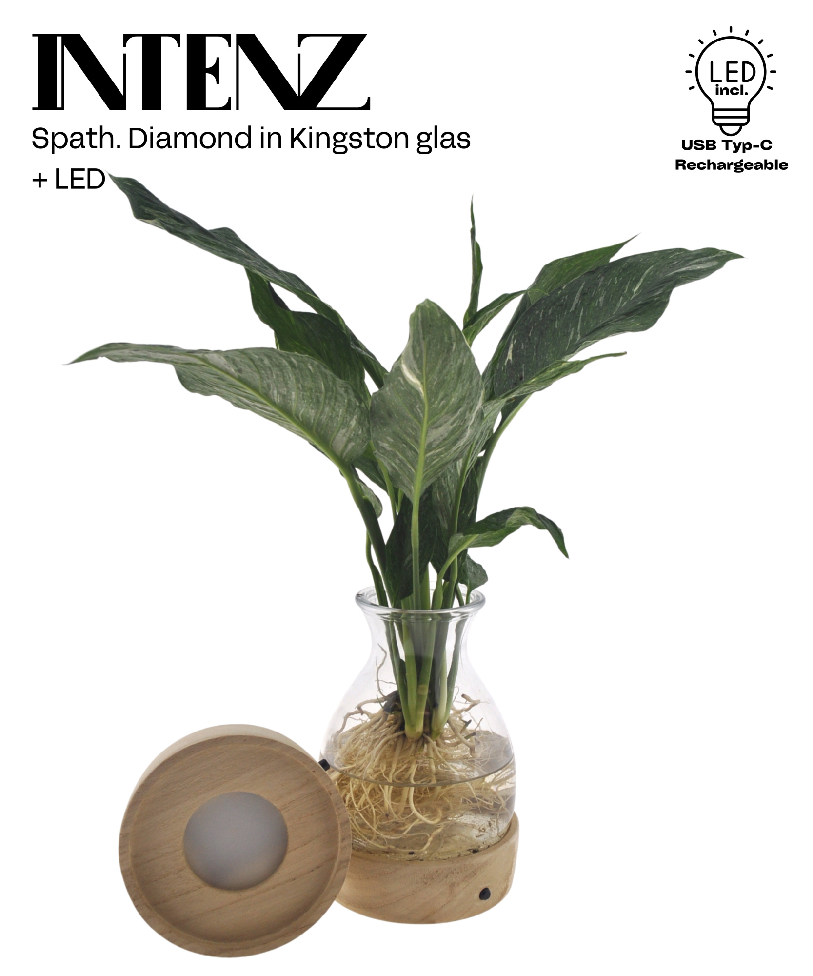 Spathiphyllum Diamond in Kingston glas + LED - levertijd: 24 uur, D 12
