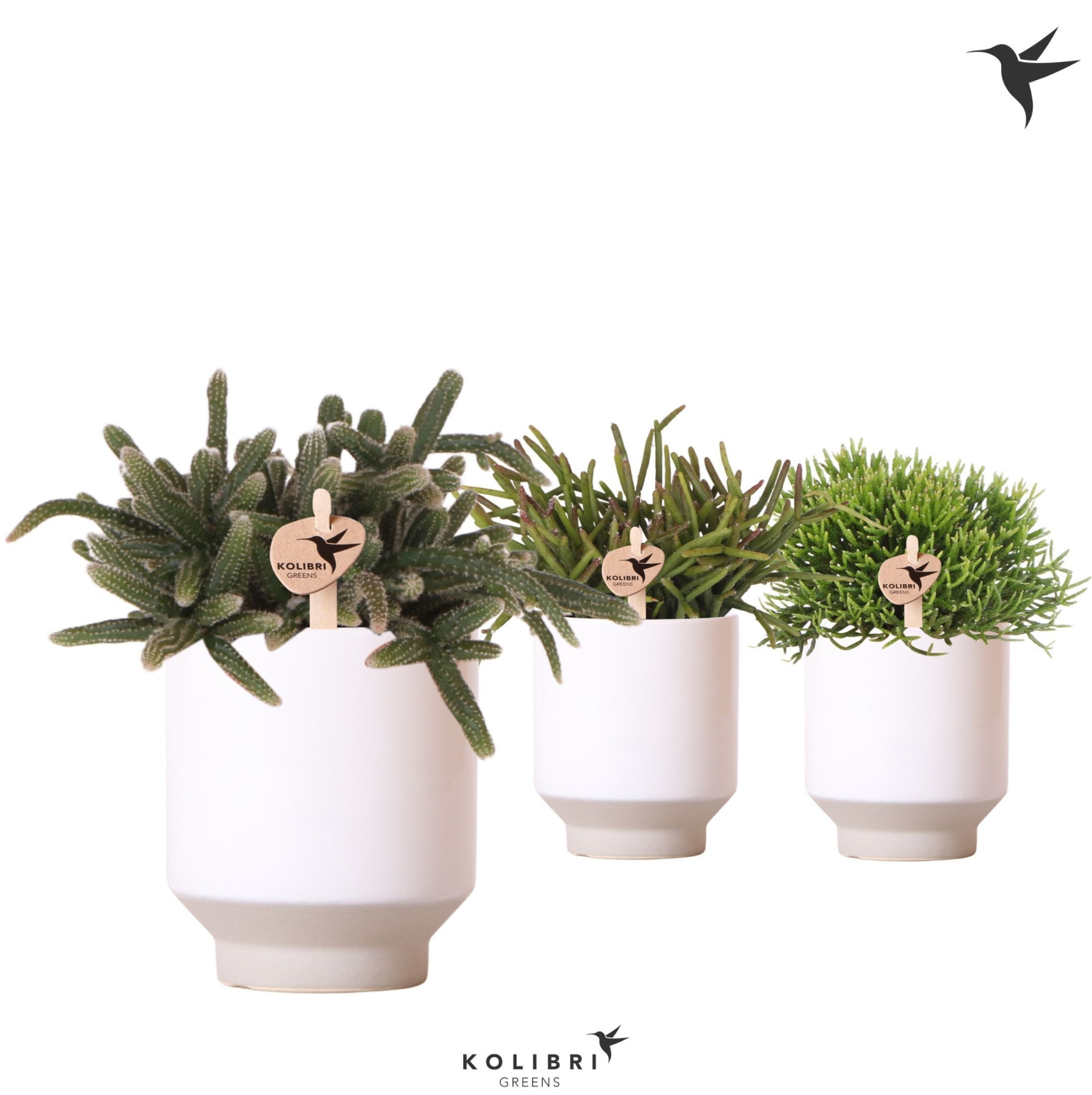 Kolibri Greens Rhipsalis mix in Harmony pot white, D 9 cm