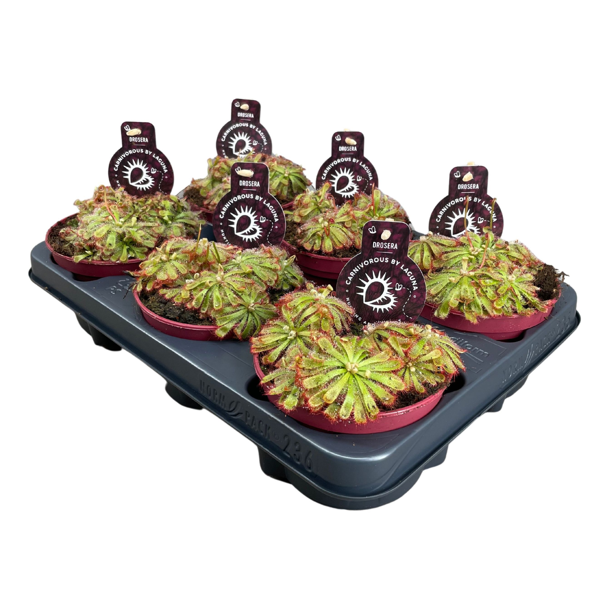 Drosera Aliciae 12 cm, D 12 cm