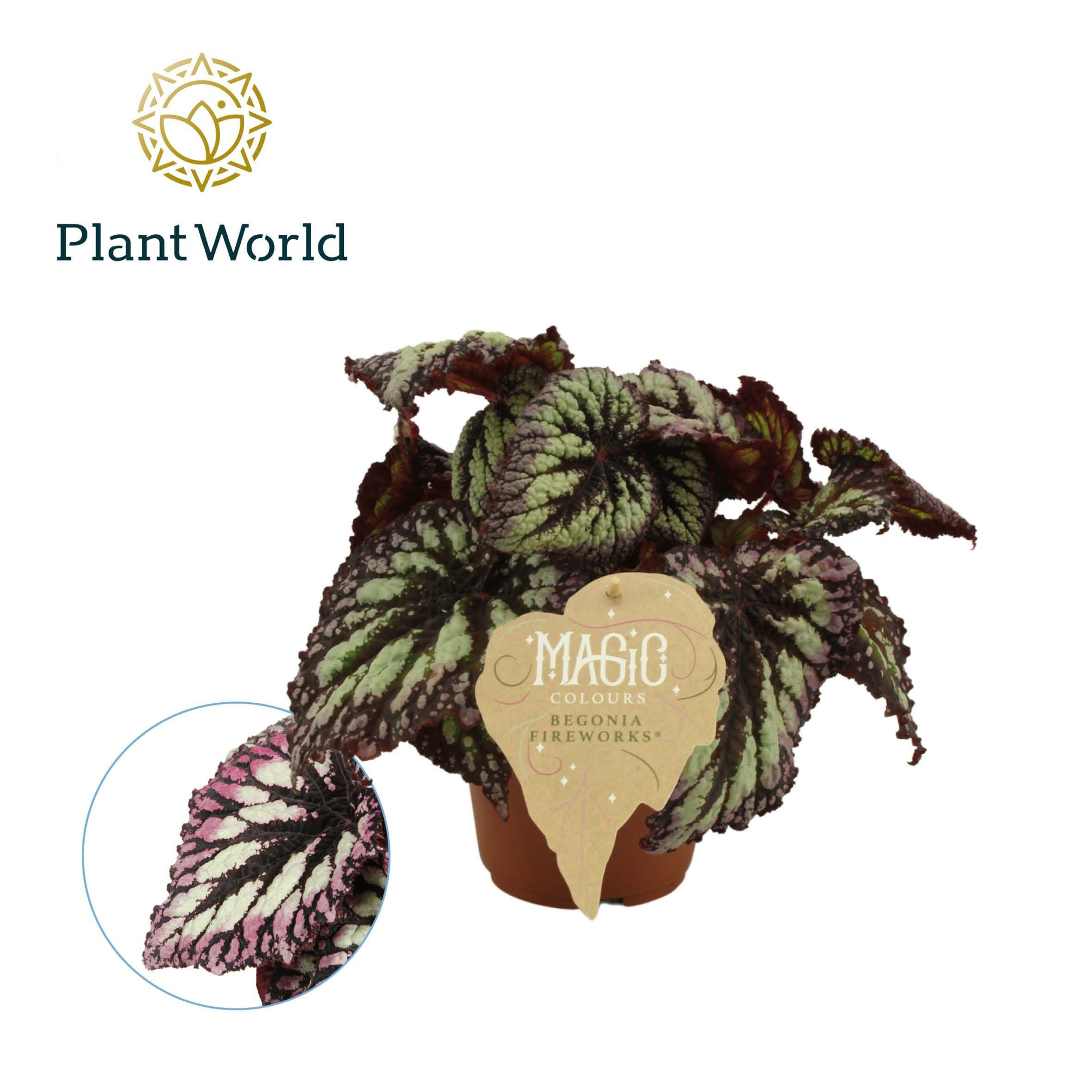 Begonia rex Fireworks, D 12