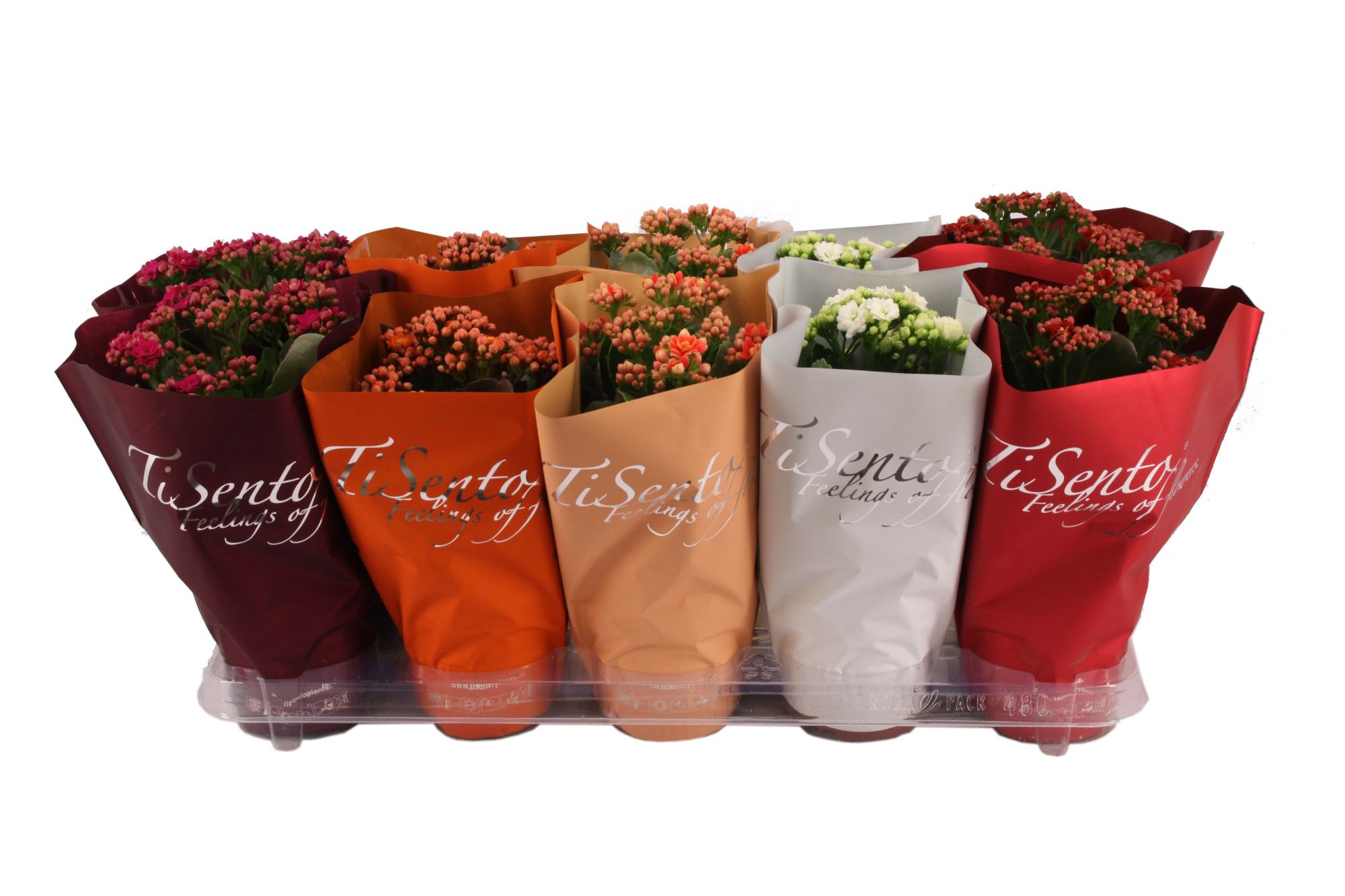 Calandiva 12cm - Oktober Mix, D 12