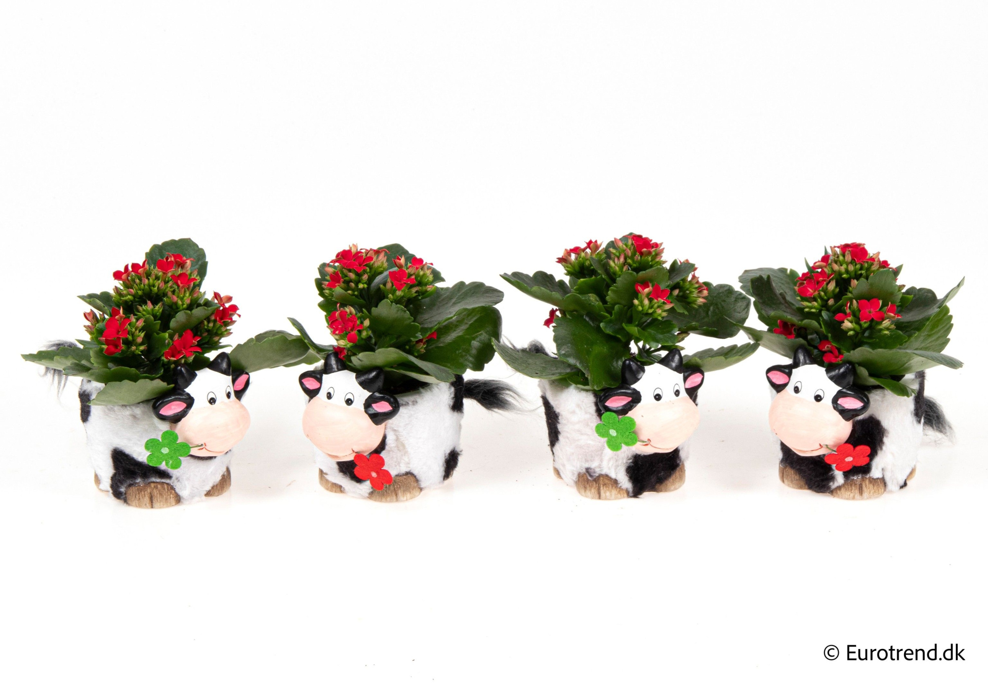 Kalanchoe in ceramic - Spring, Summer & Autumn 2025, D 6 cm