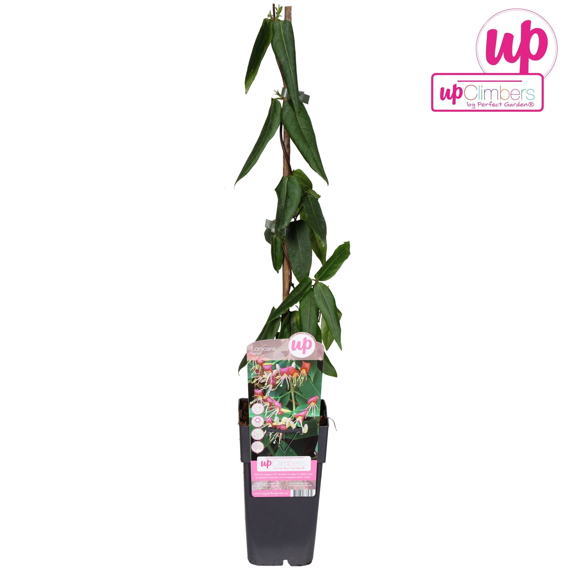 Lonicera 'Henryi' P15, D 15