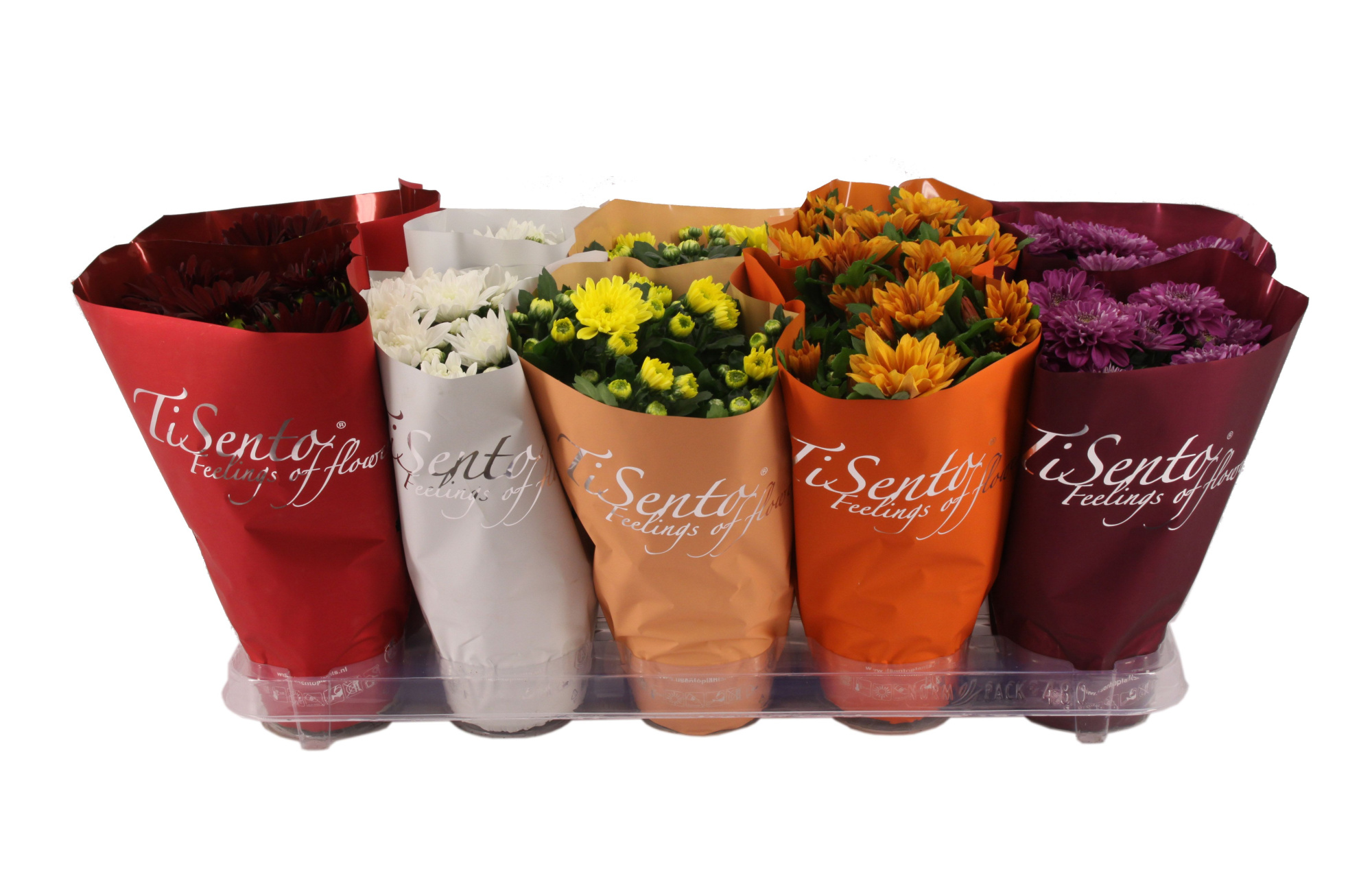 Chrysant 12 cm Oktober Mix, D 12 cm