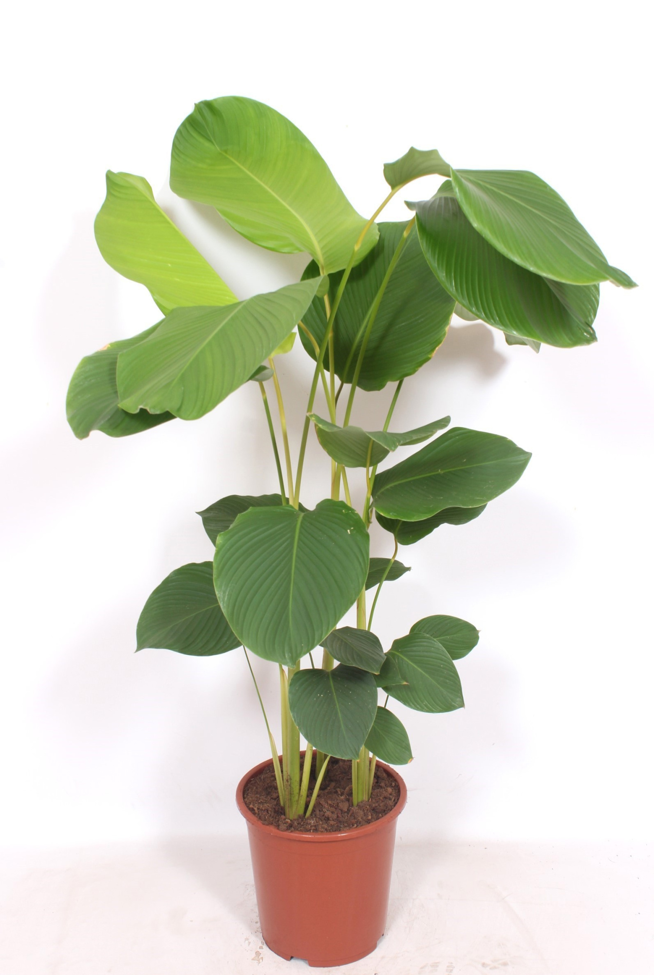 Calathea Lutea, D 27