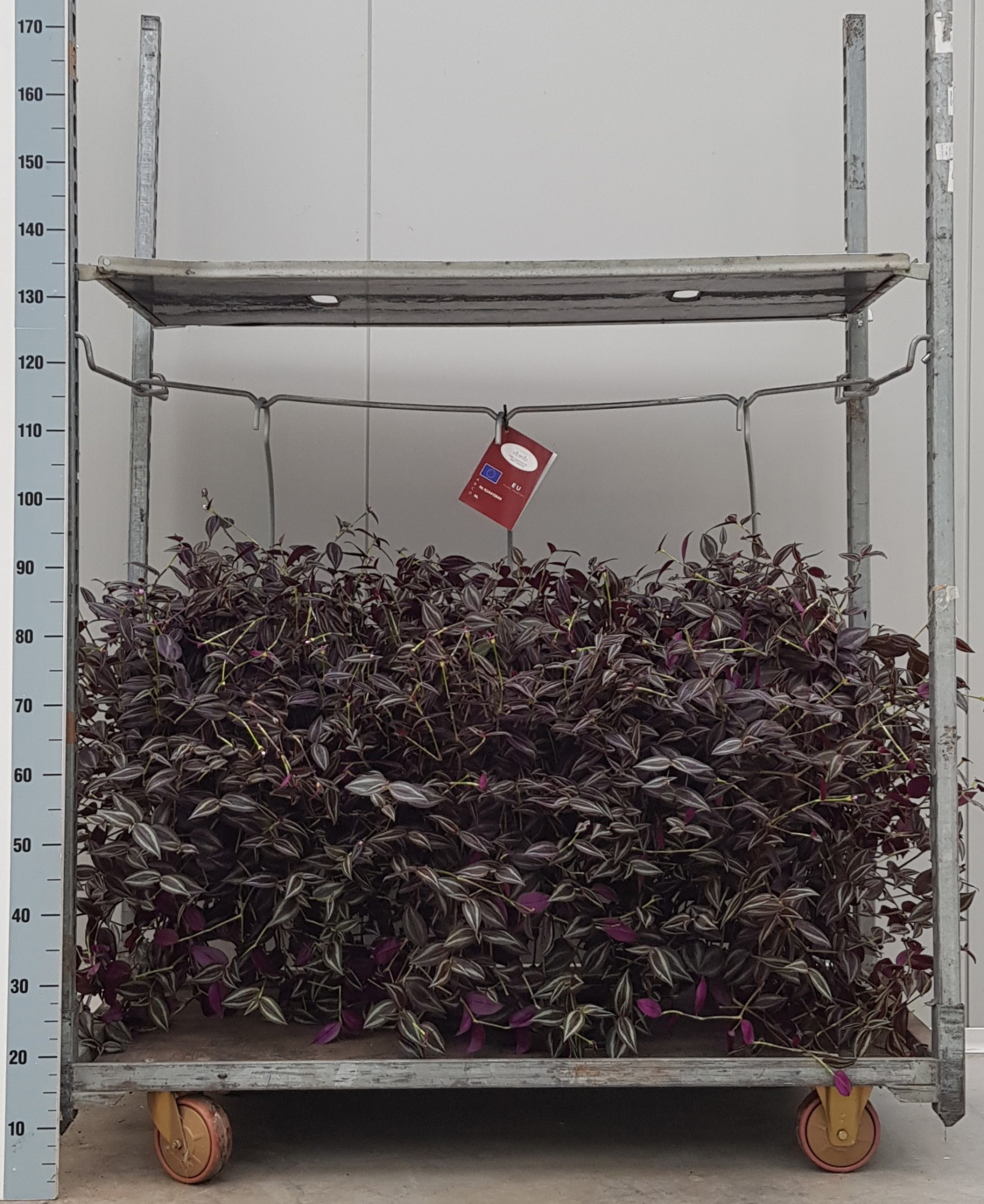 XL Tradesc PurplePassion25cmSTH, D 25